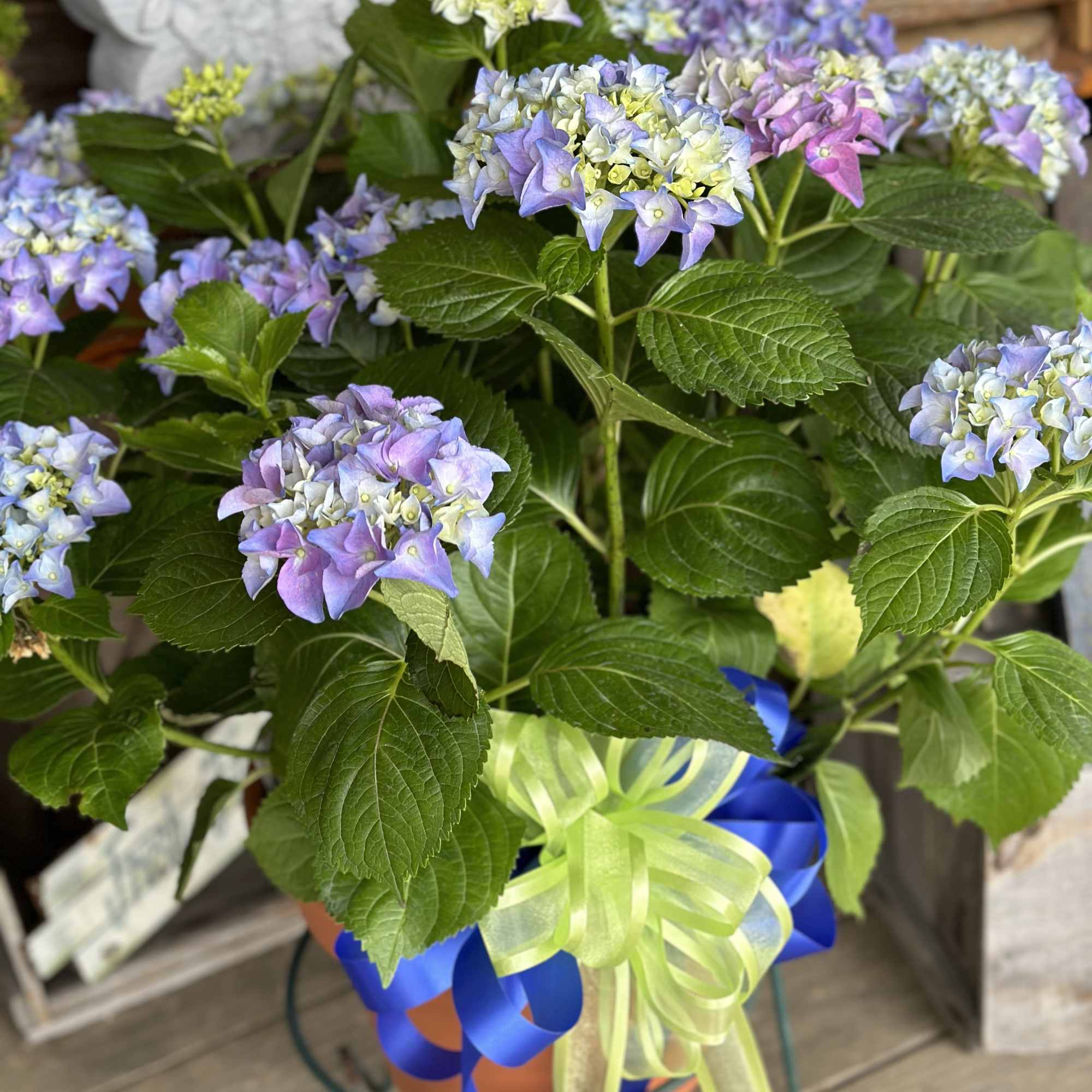 Potted hydrangea plant with blue and lavender blooms accented by green and blue ribbon bows.