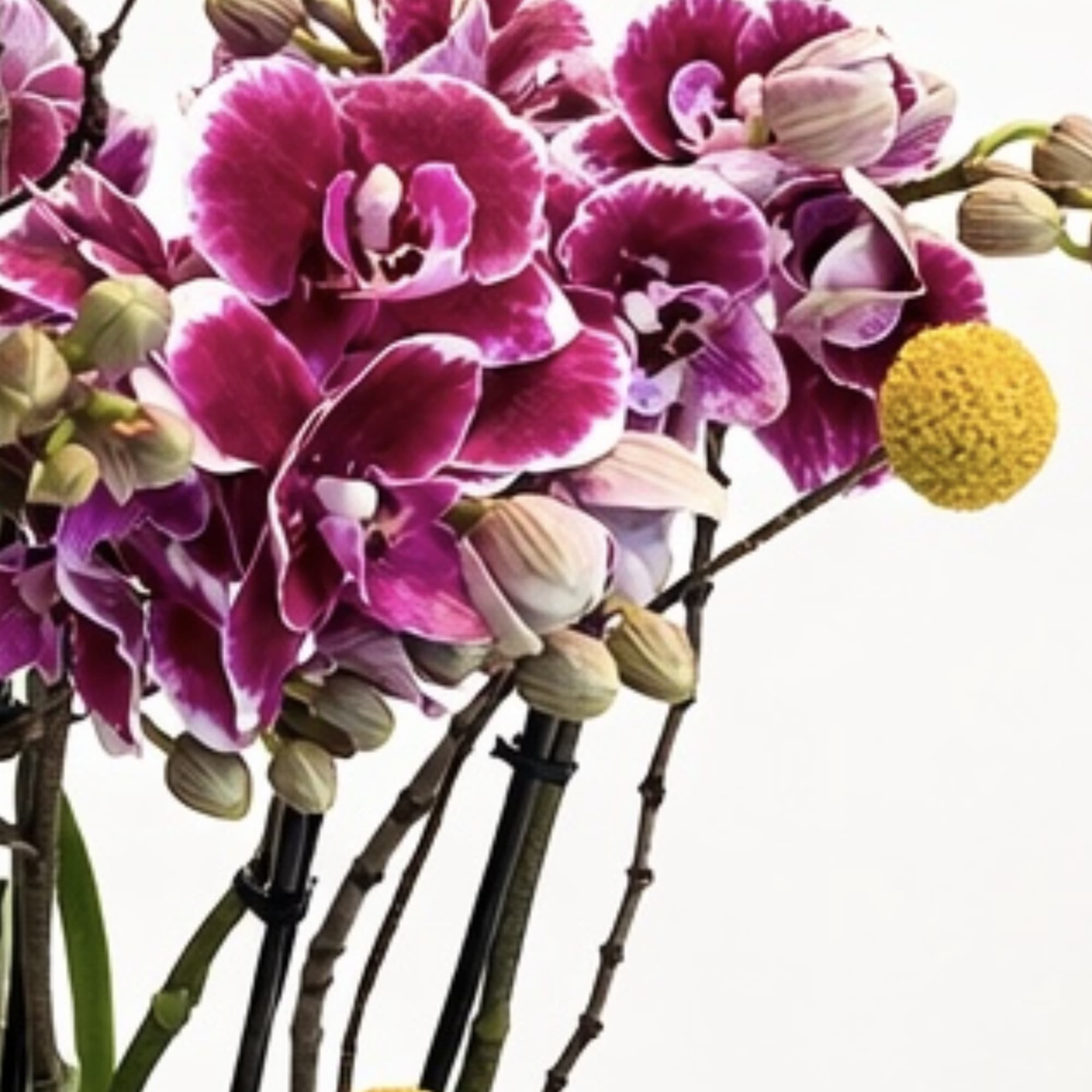 An elegant statement of spring luxury, this refined orchid arrangement features rich