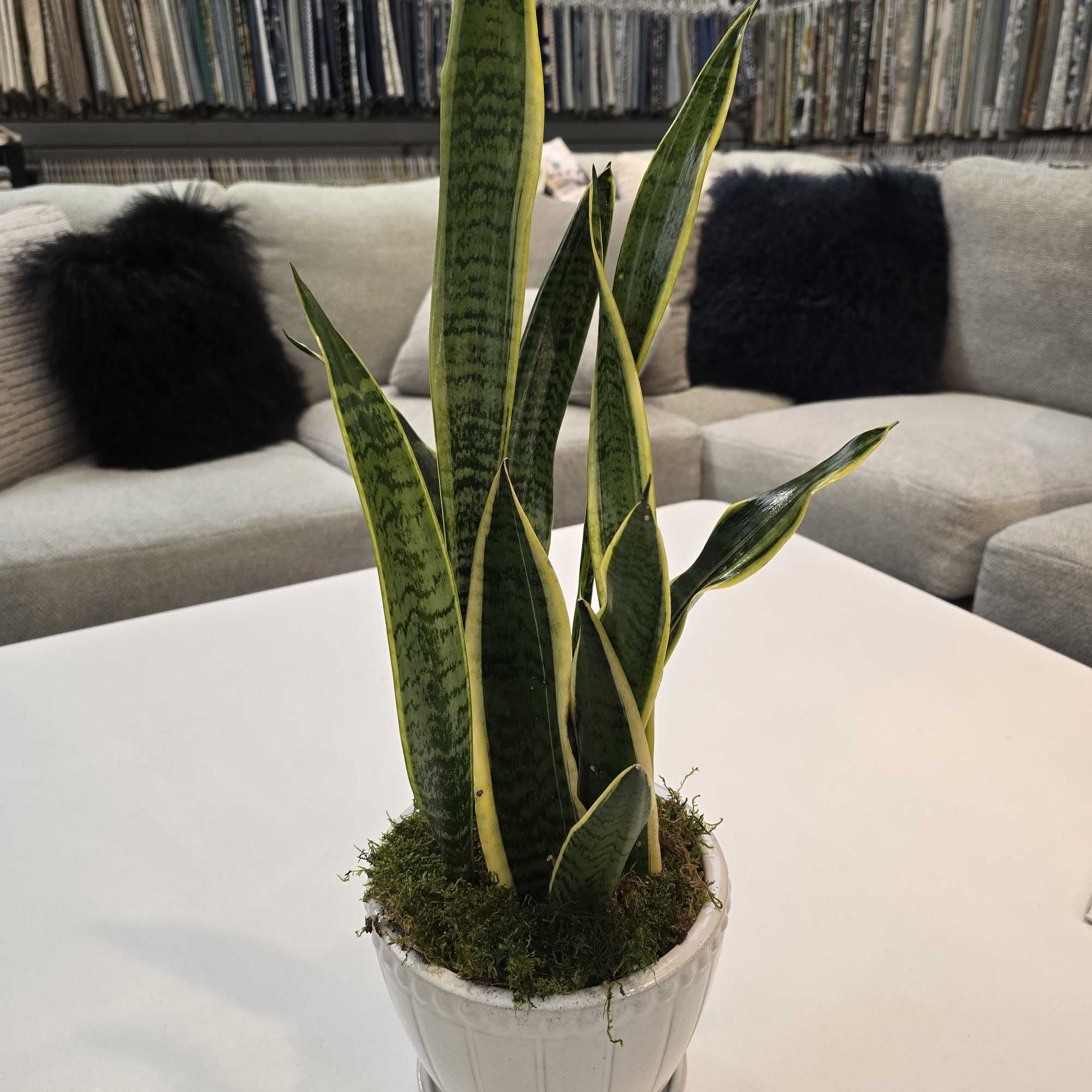 Potted snake plant with tall variegated leaves in a white ceramic pot on a table