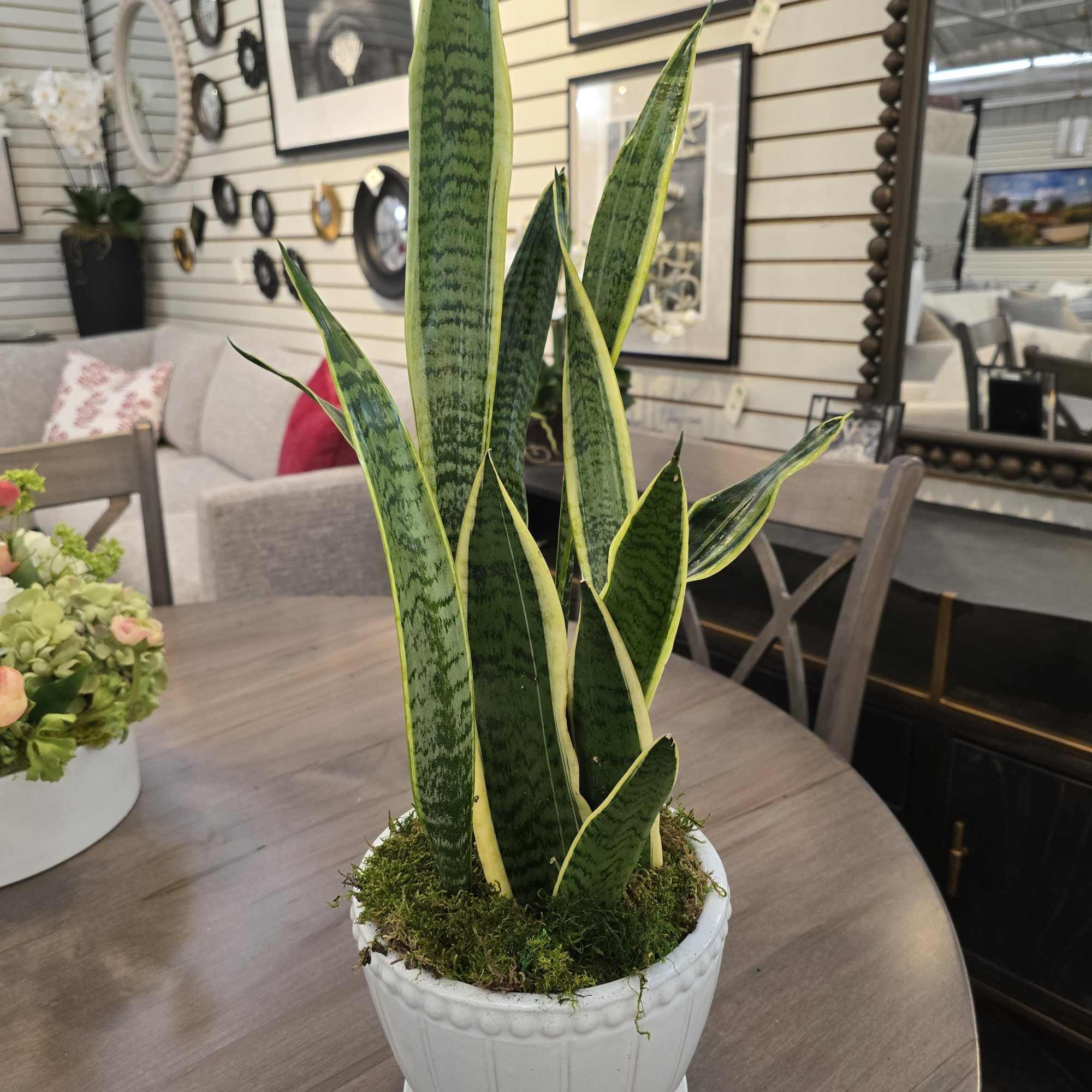 Potted snake plant with tall variegated green leaves in a white ceramic pot on a wooden table indoors