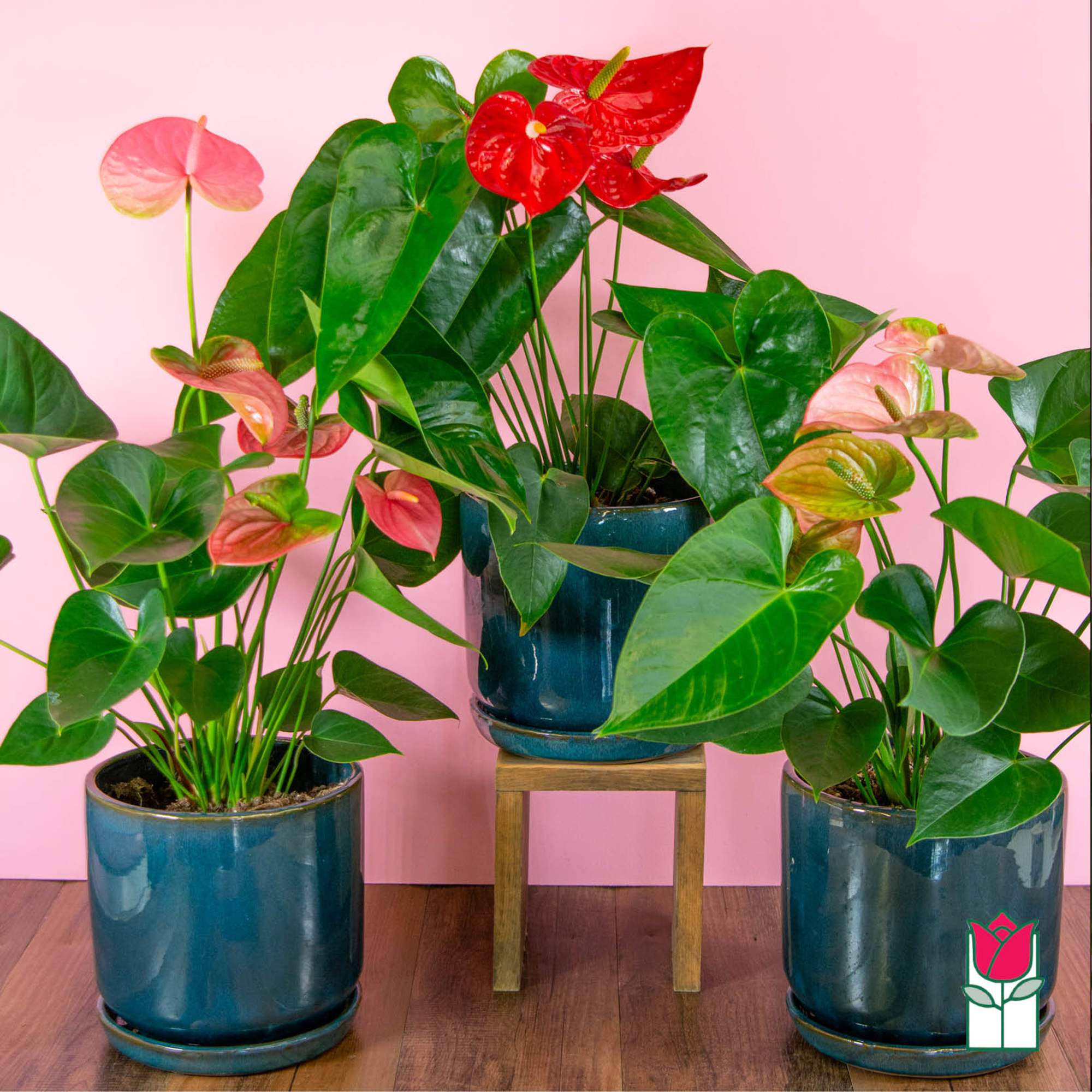 Discover the exciting Anthurium Plant selection at Beretania Florist &ndash; a captivating