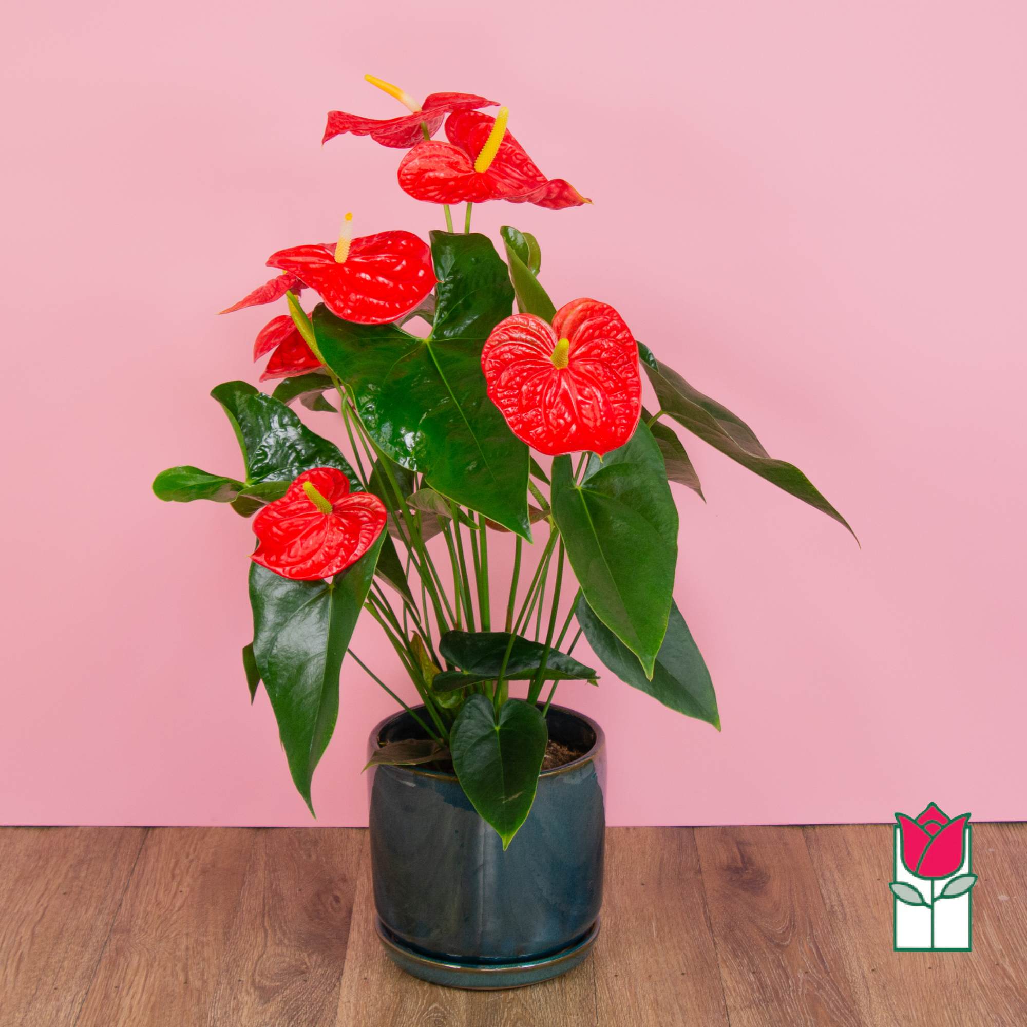 Discover the exciting Anthurium Plant selection at Beretania Florist &ndash; a captivating