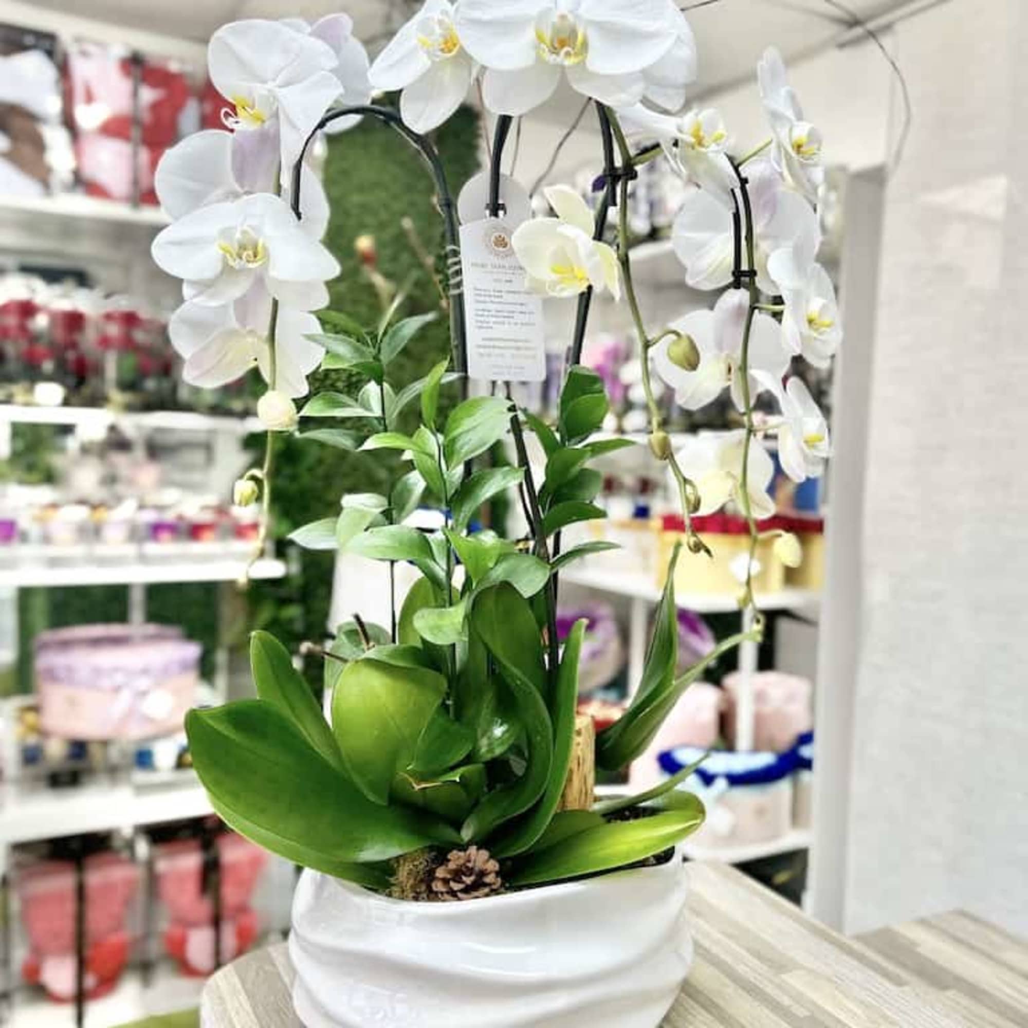 White phalaenopsis orchid plant with arching blooms in a white ceramic pot on a wooden counter