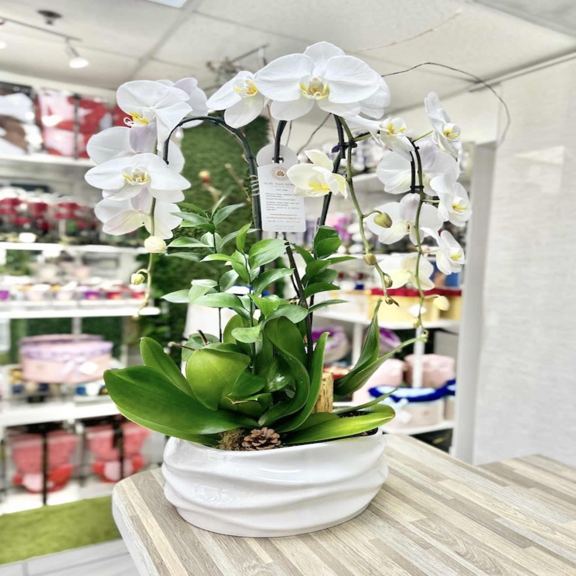 Potted white phalaenopsis orchid plant in a white ceramic container on a countertop