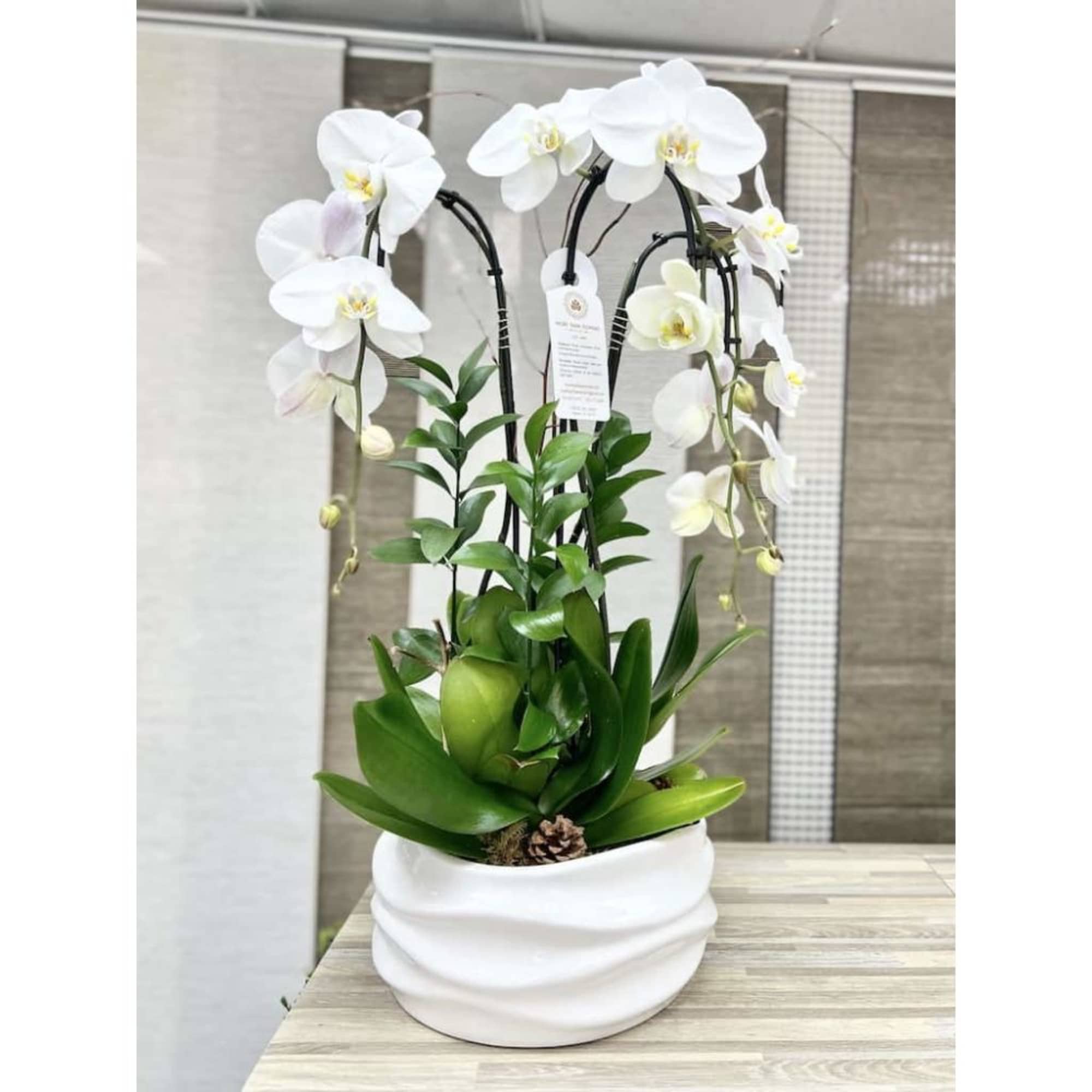 White phalaenopsis orchid plant with lush green foliage in a round white ceramic pot