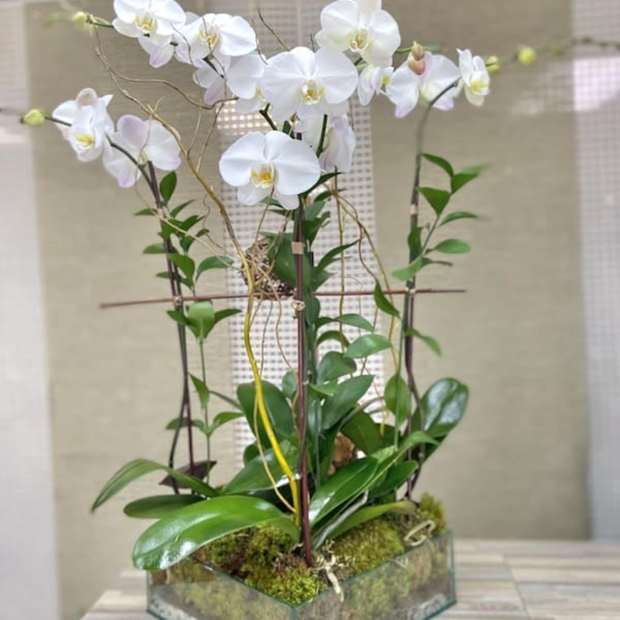 Tall white orchid planter in a glass cube with moss at the base
