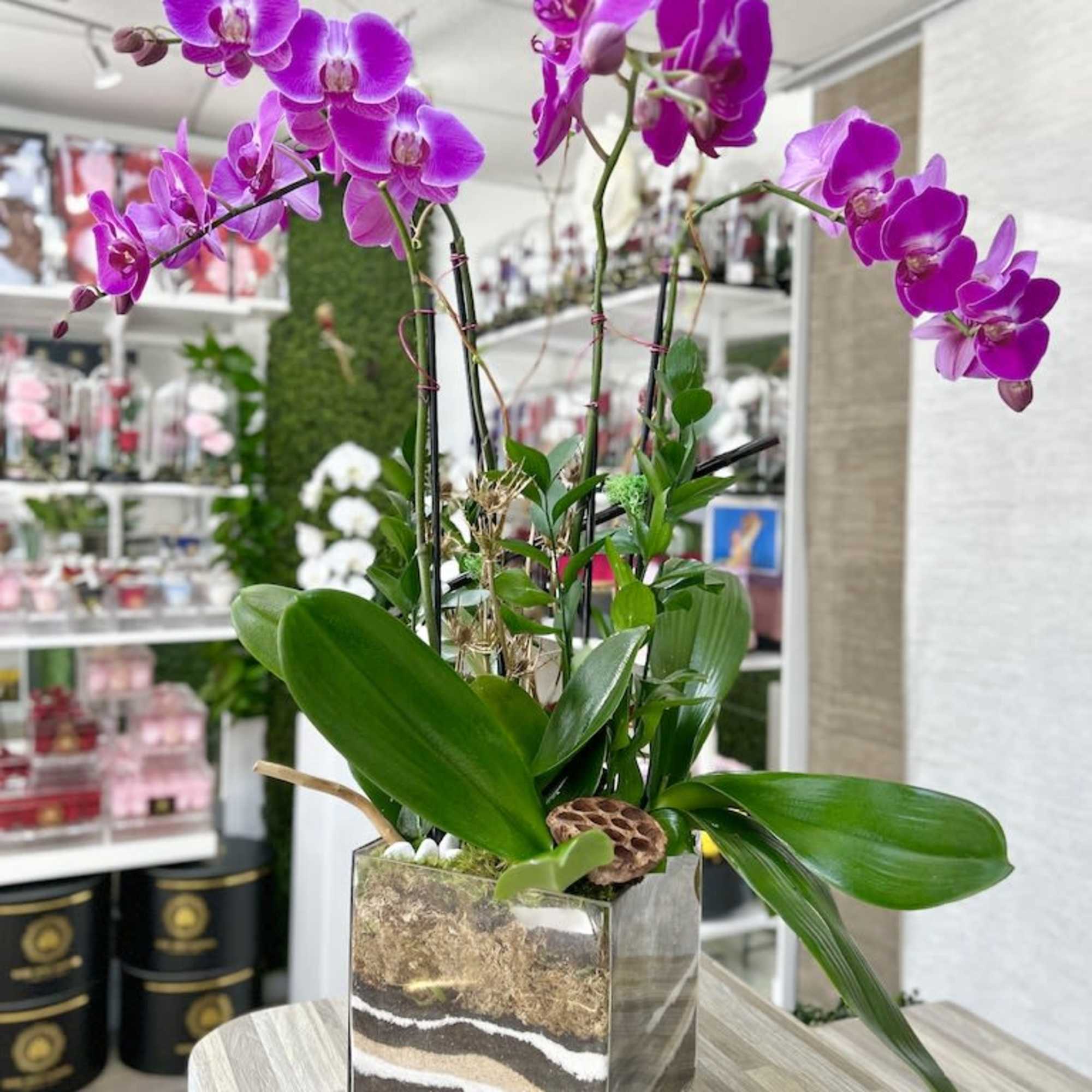 Purple phalaenopsis orchid plant in a glass cube with layered soil on a tabletop