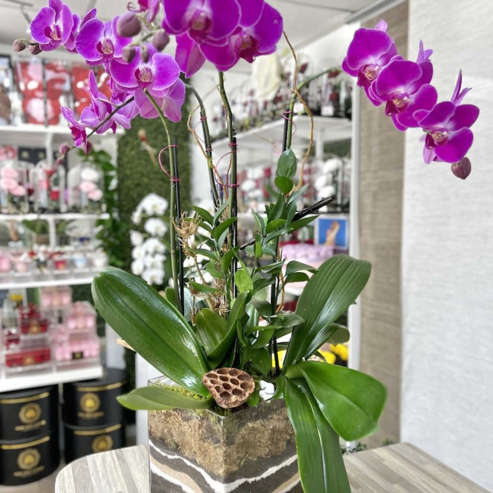 Potted magenta phalaenopsis orchids in a clear square glass vase with layered soil