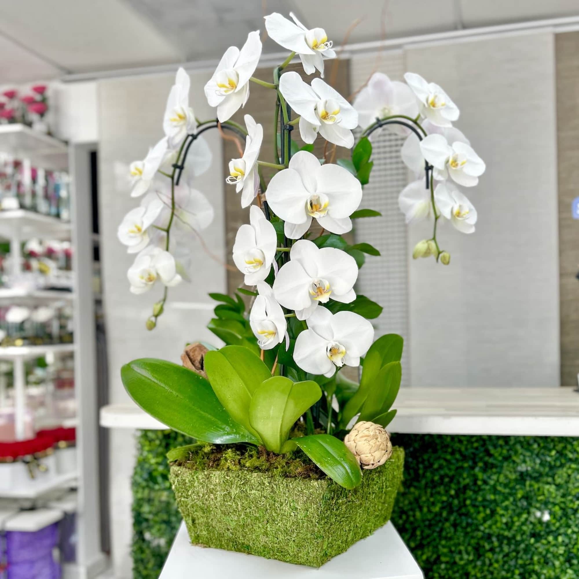 Potted white orchid plant with cascading blooms in a moss-covered rectangular container.