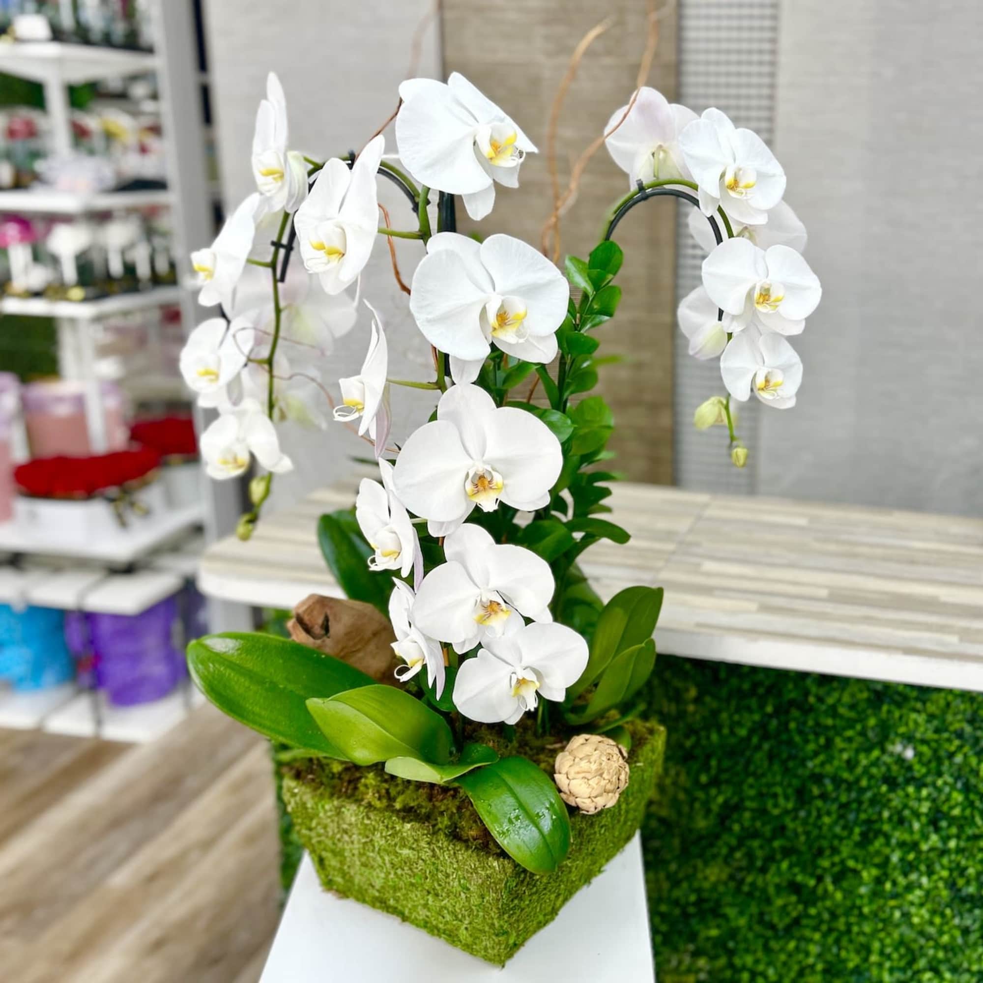 White phalaenopsis orchid plant with arching stems in a moss-covered square container
