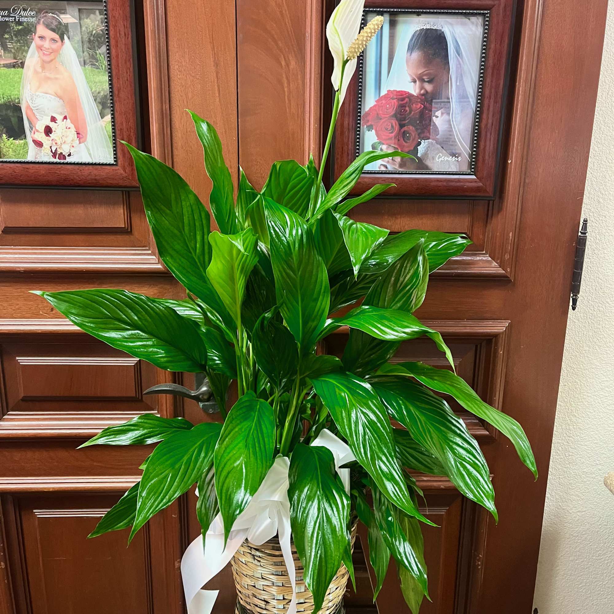 Tall peace lily plant with glossy green leaves in a woven basket with white bow