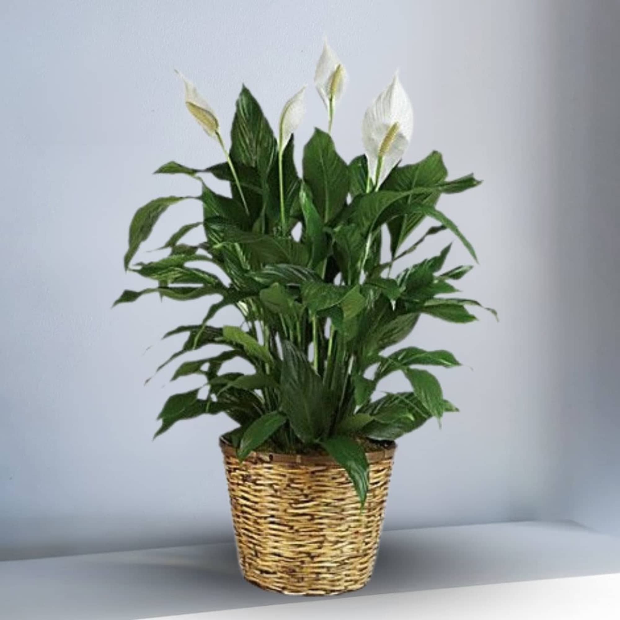 Potted peace lily plant with white blooms in a woven basket container