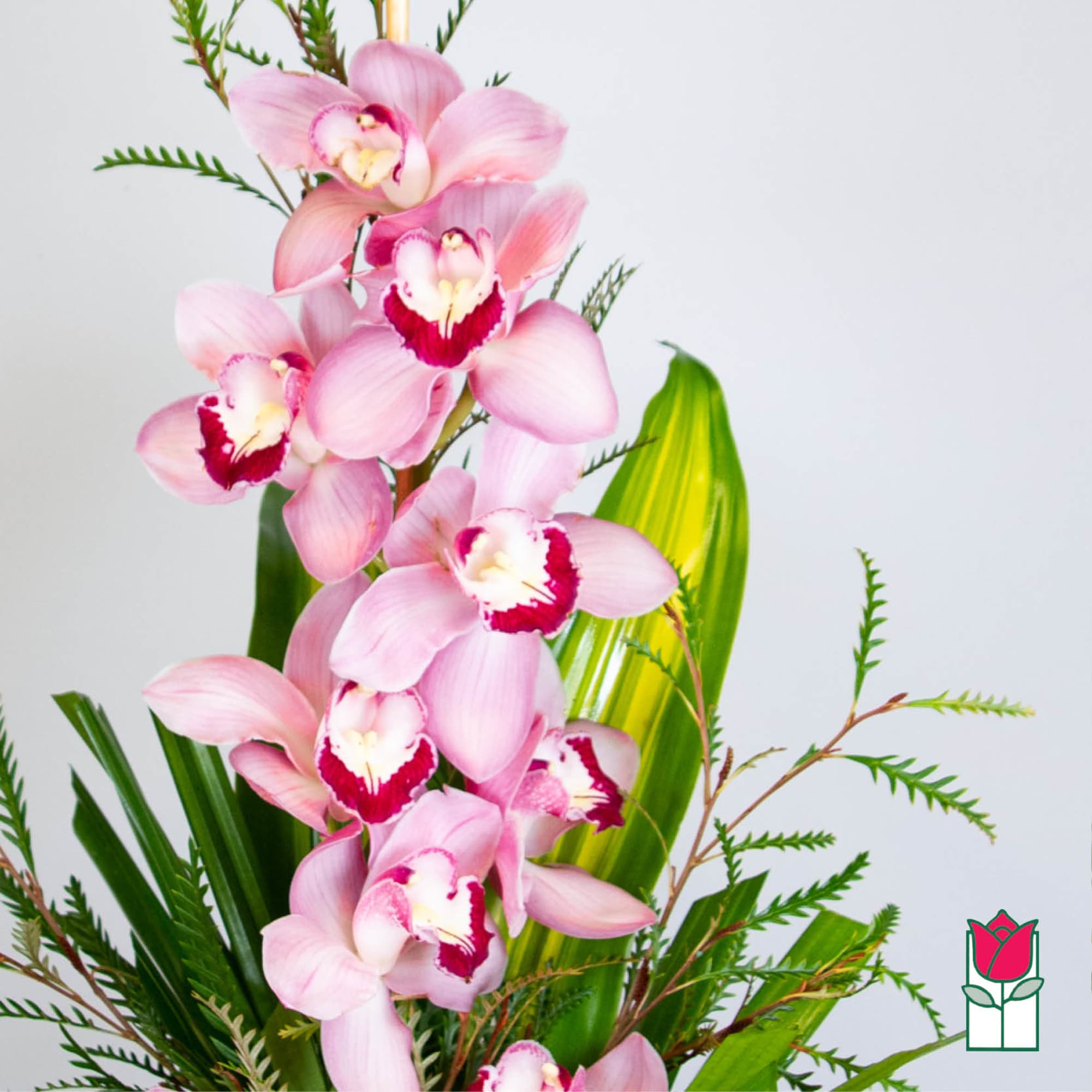 Tall stem of pink cymbidium orchids with white and dark pink centers arranged vertically