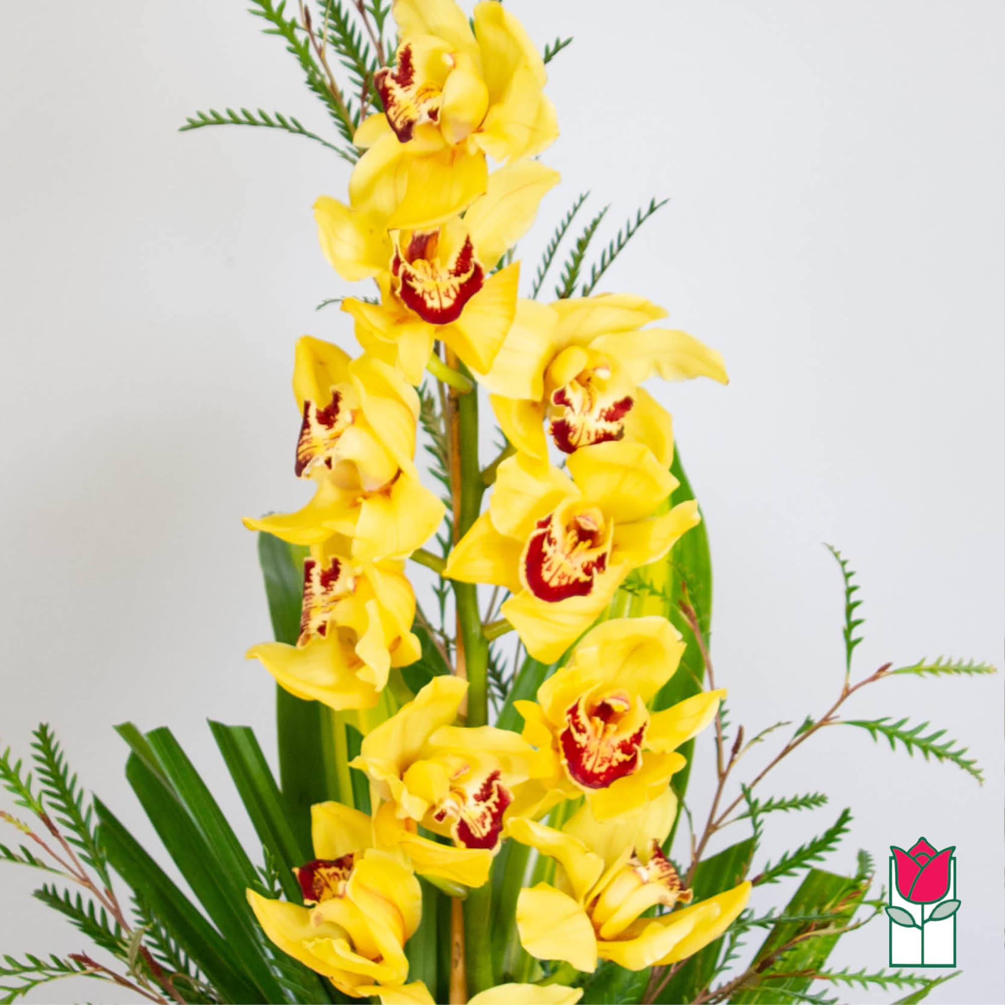 Tall stem of yellow cymbidium orchids with red centers in a vertical display