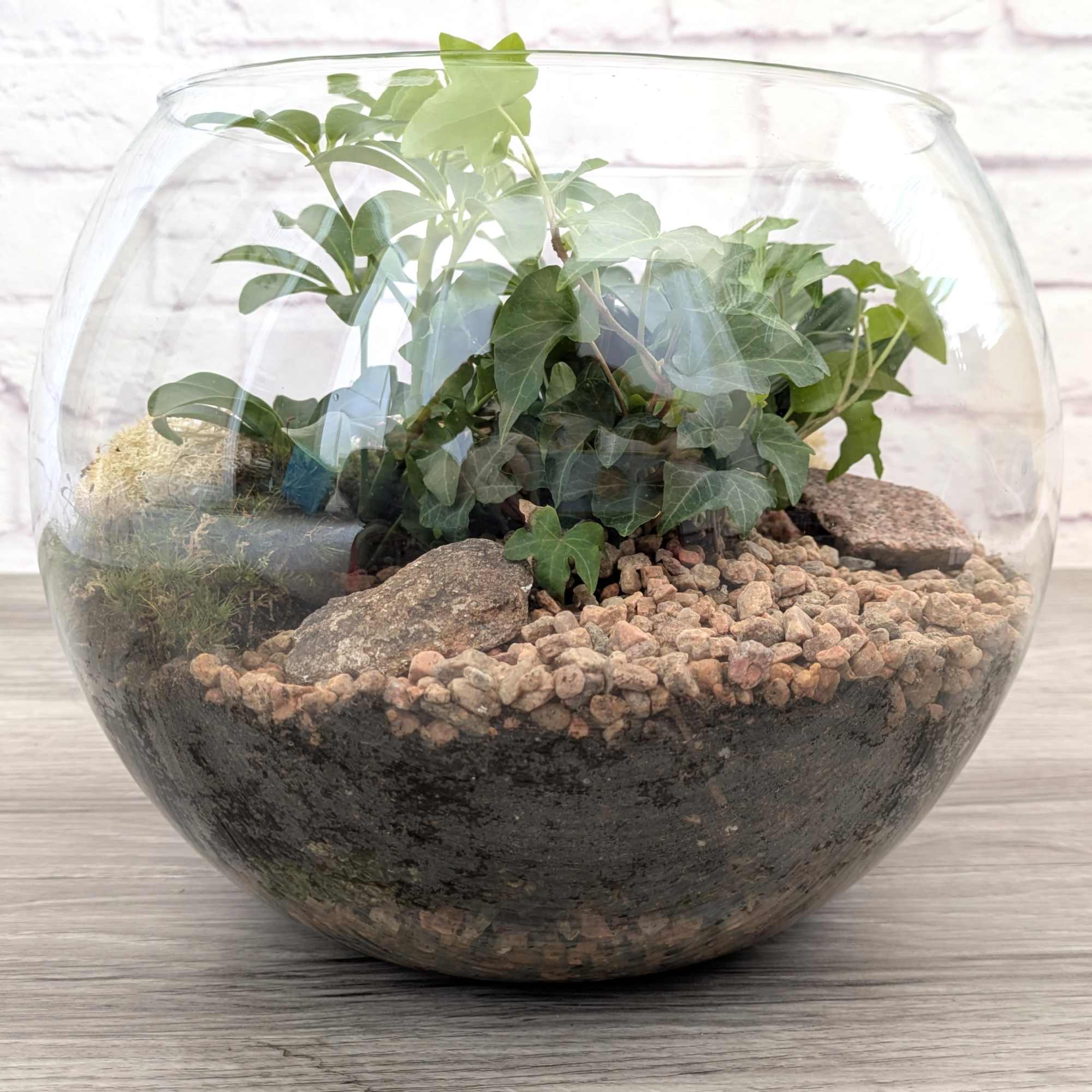 Glass bowl terrarium with green ivy and pebbles
