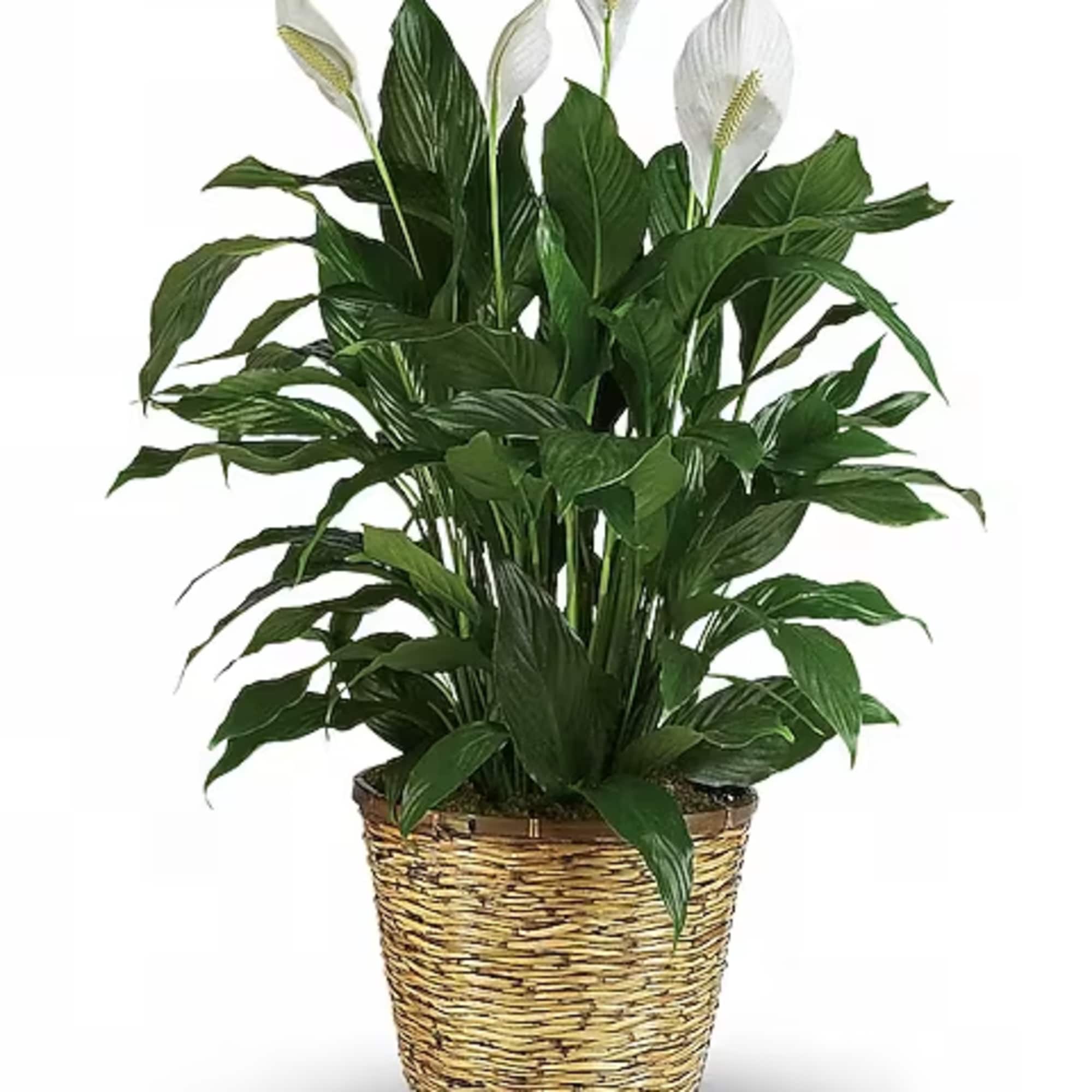 When you want to make a big impression, sending a beautiful spathiphyllum