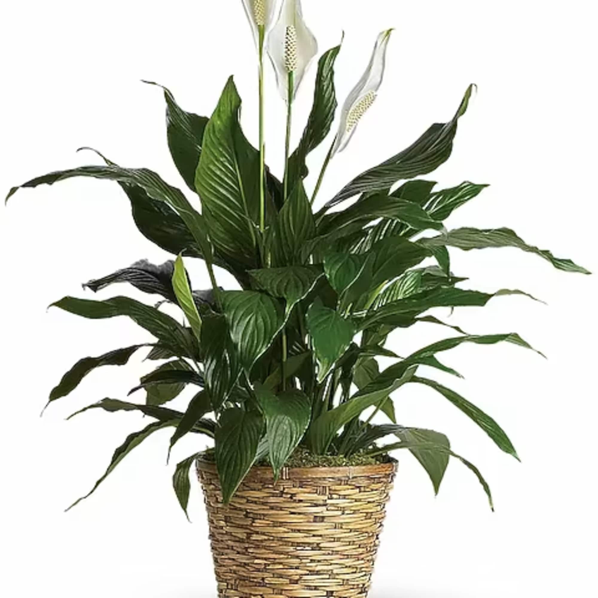 Known for its indoor beauty and ability to clear the air of