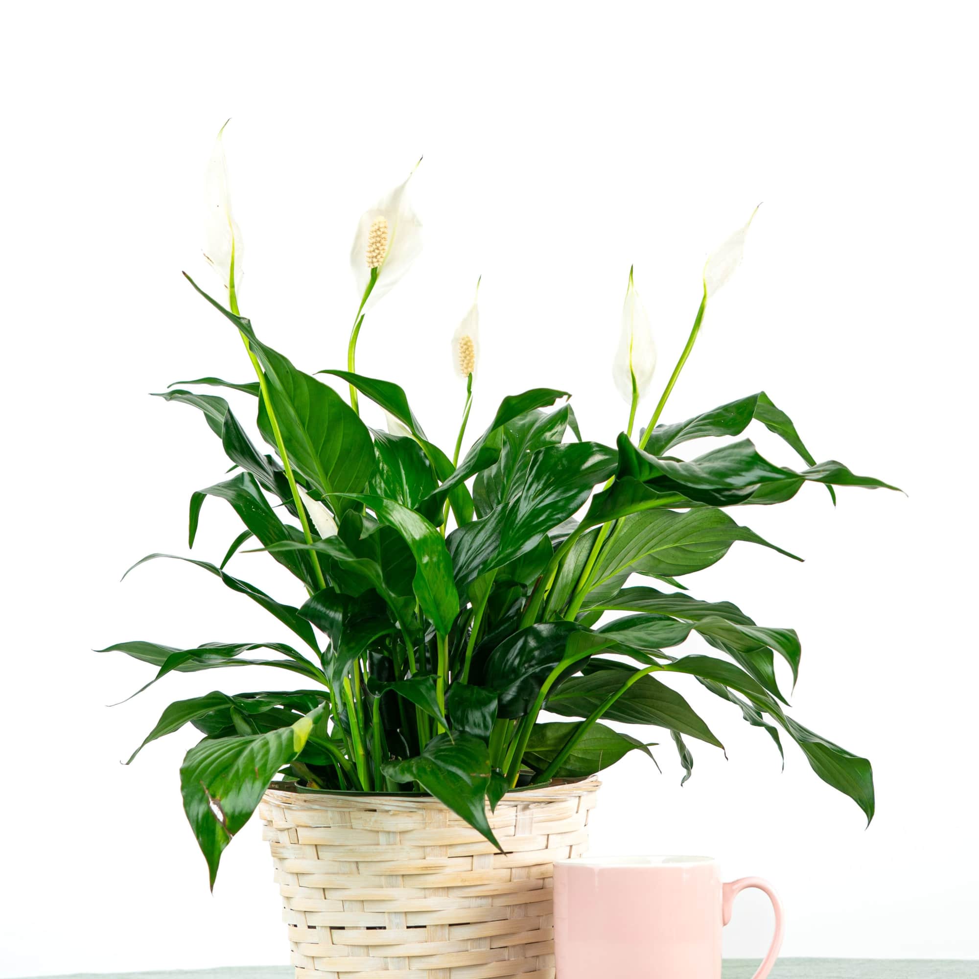 Looking for a Spathiphyllum (Peace Lily)? This dark leafy plant with delicate