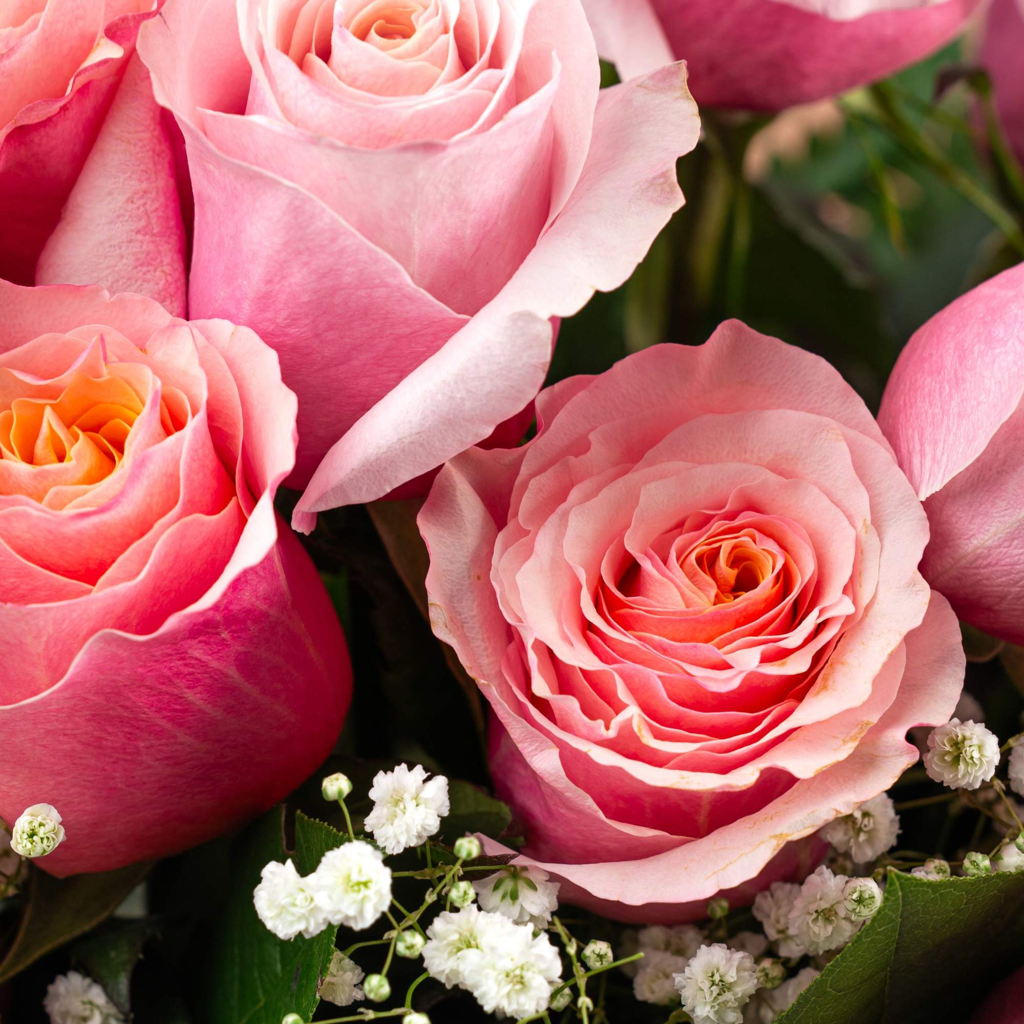 Close-up of pink roses with peach centers and small white filler flowers