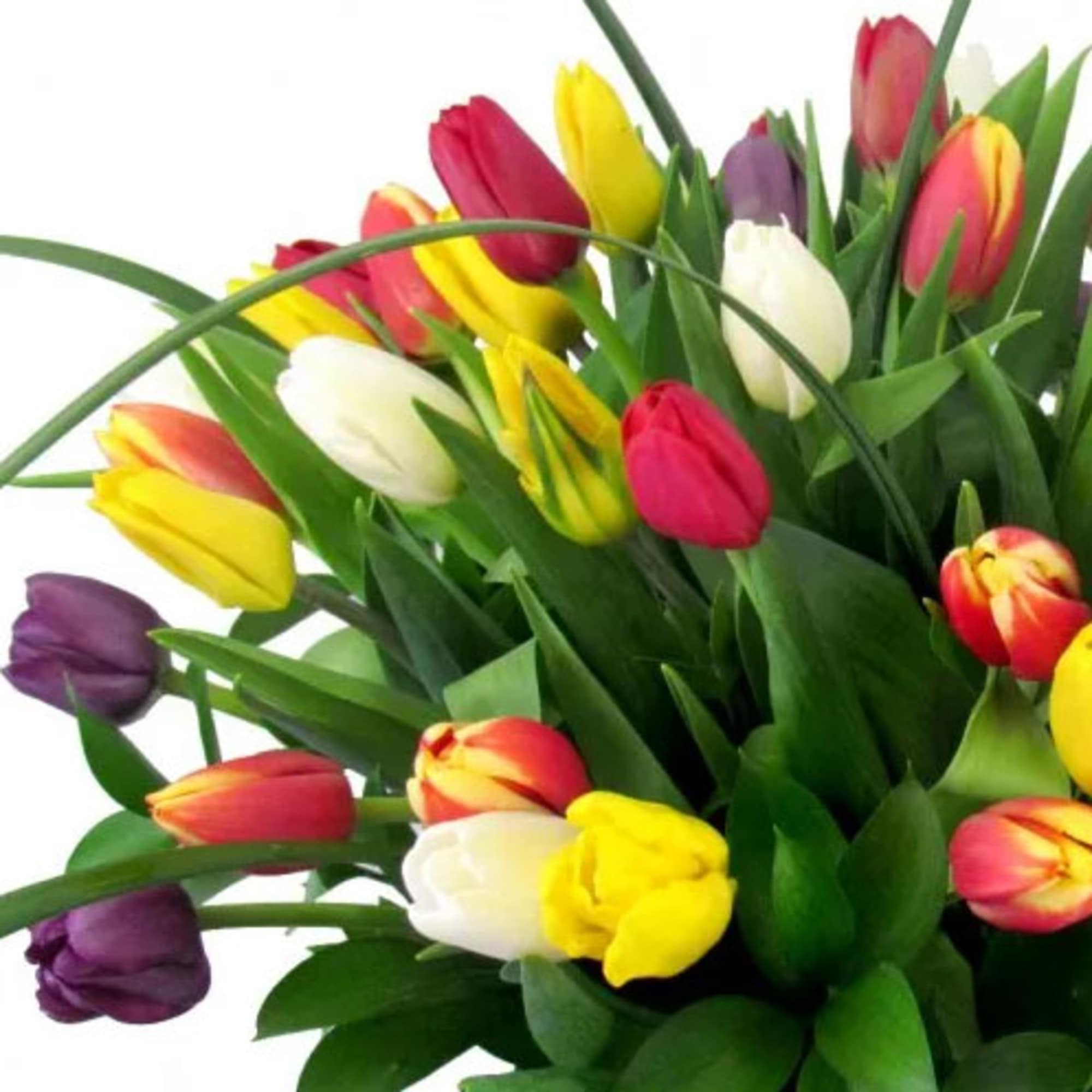 Splash of Color Tulip Bouquet &ndash; Fresh, Colorful &amp; Hand-Arranged

Brighten any space