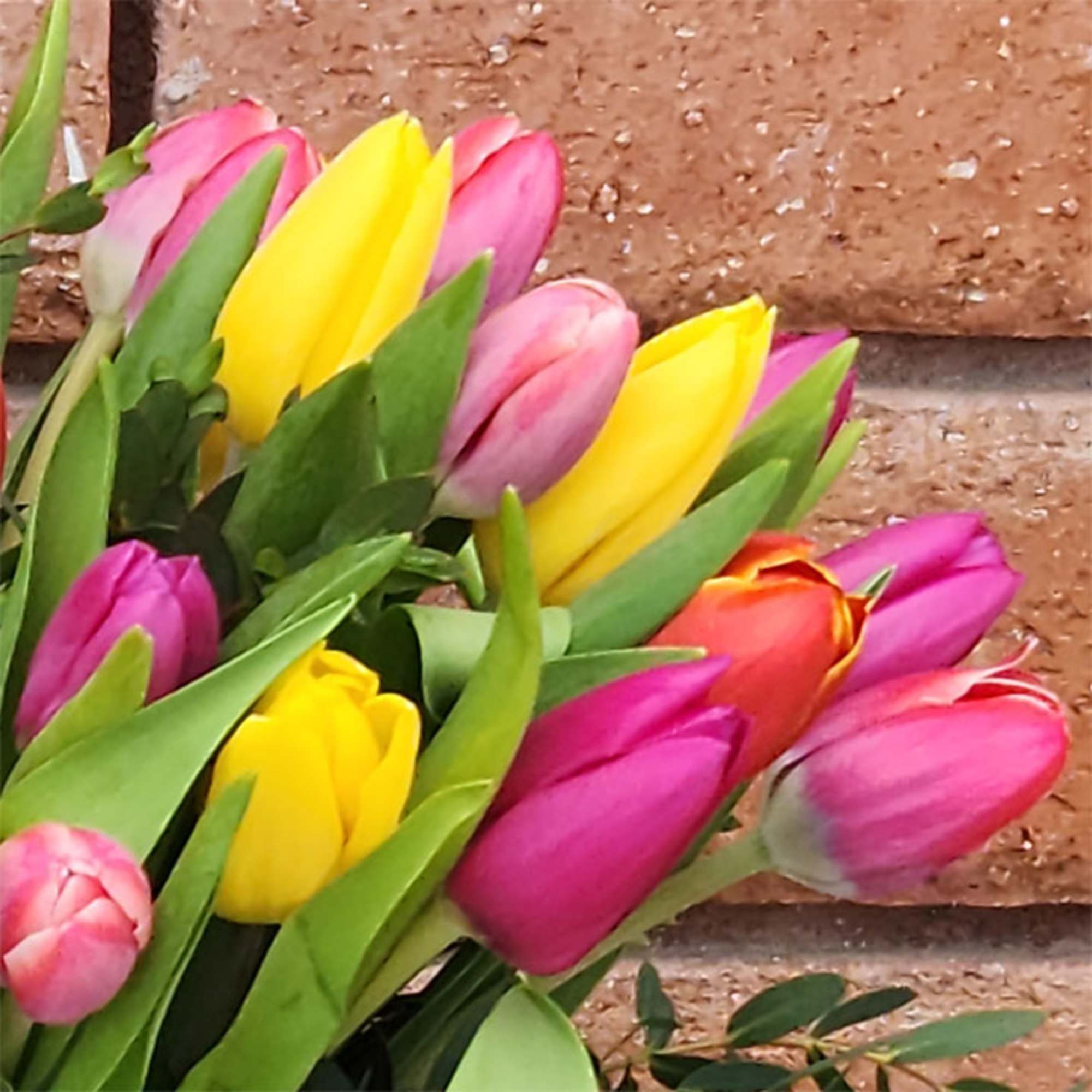 Splash of Color Tulip Bouquet &ndash; Fresh, Colorful &amp; Hand-Arranged

Brighten any space