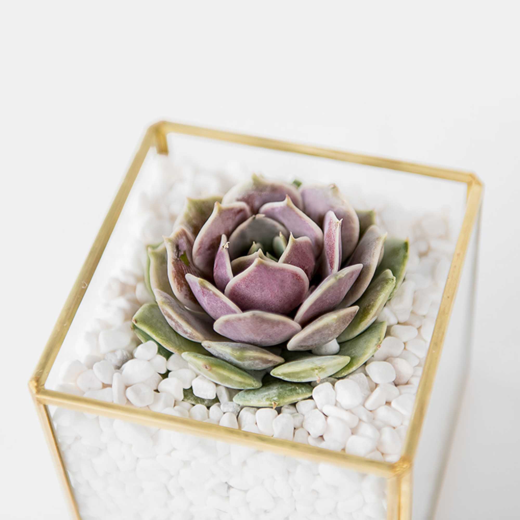 Small purple-green succulent in white stones inside a square glass container with gold edges