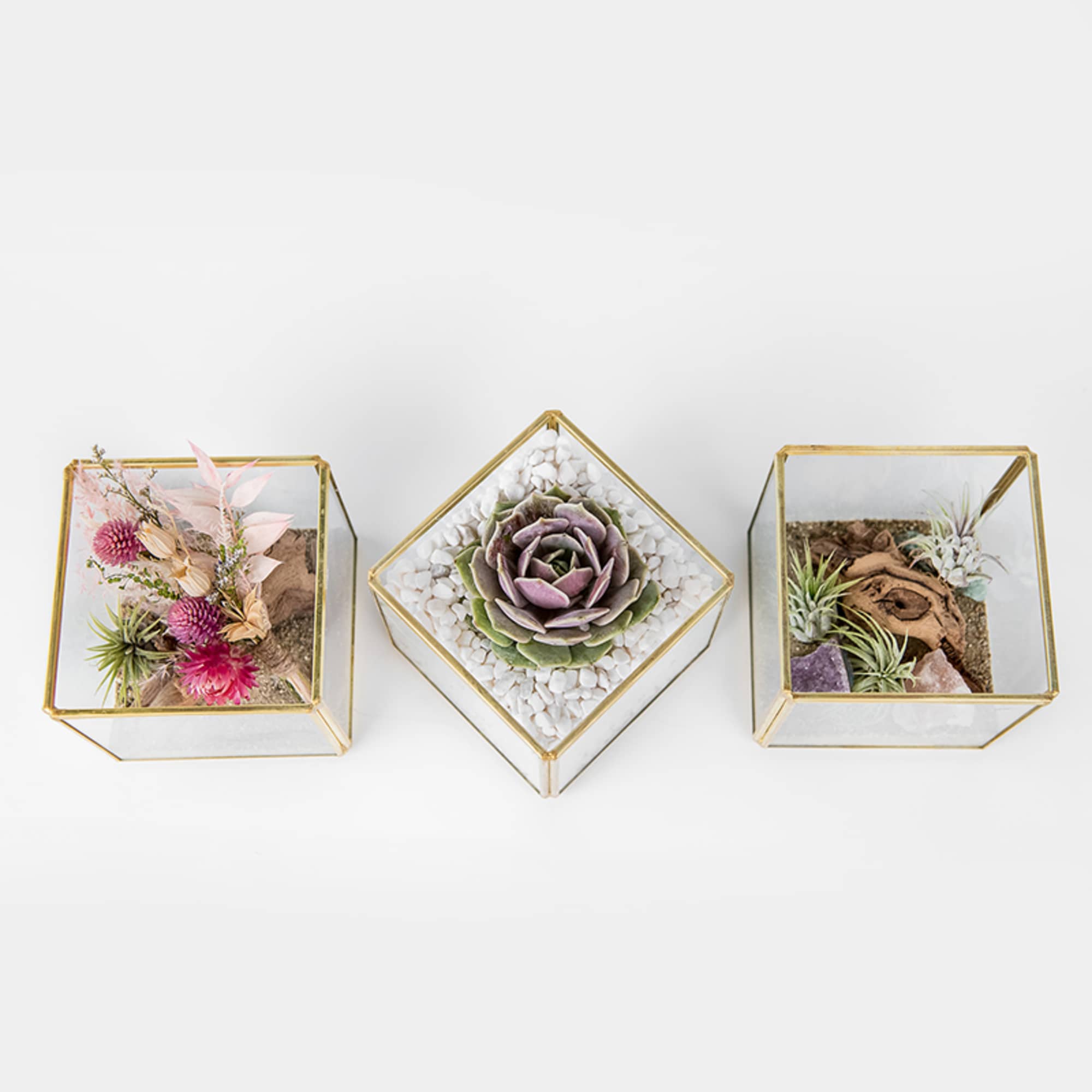 Set of three glass cube terrariums with succulents, air plants, and dried flowers on a white background