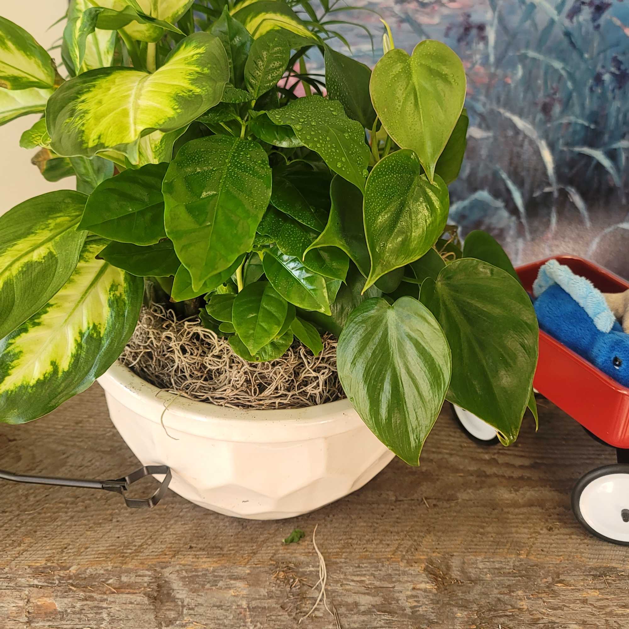 Mixed green houseplants in a white bowl planter