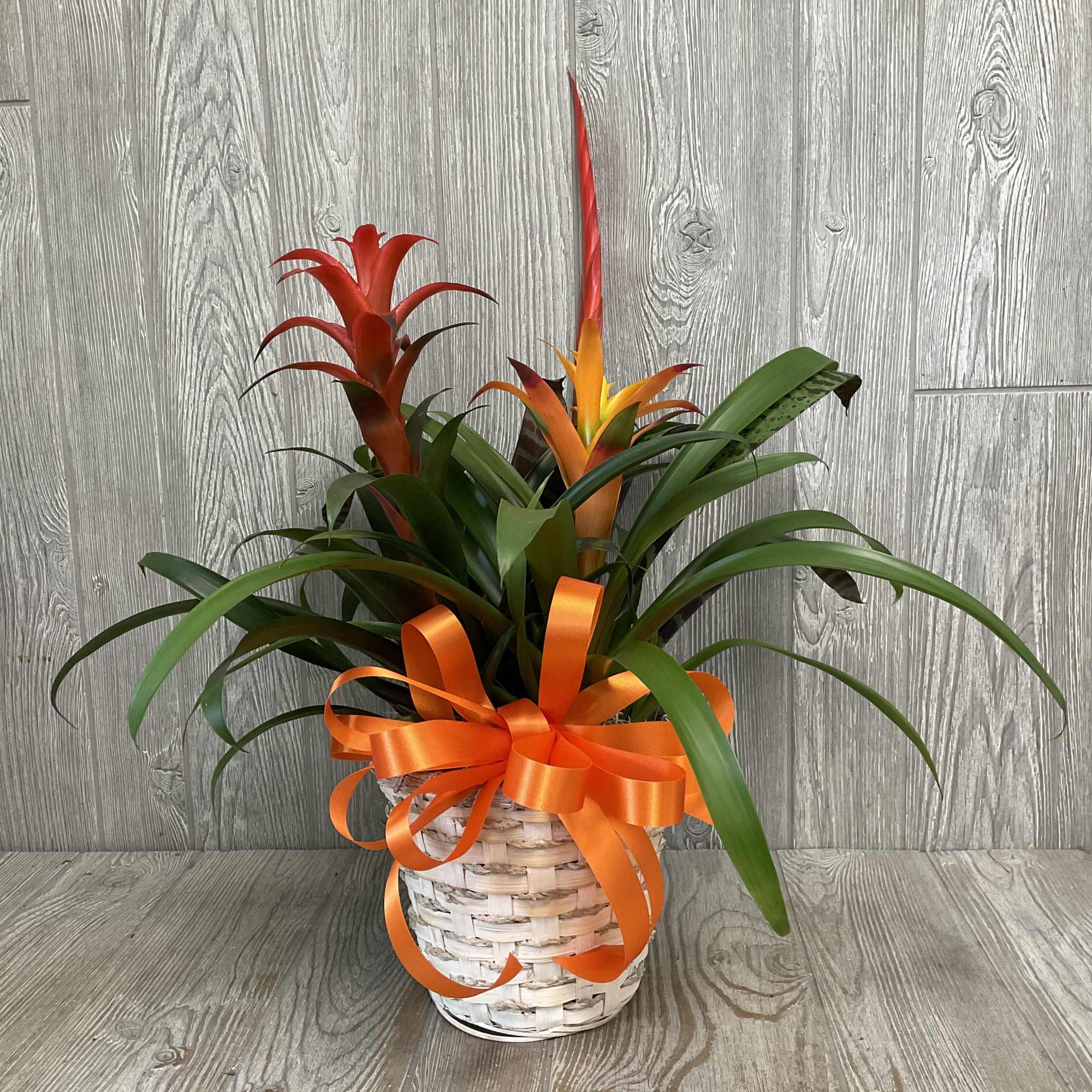3 Bromeliad plants planted in one pot placed in a wicker basket