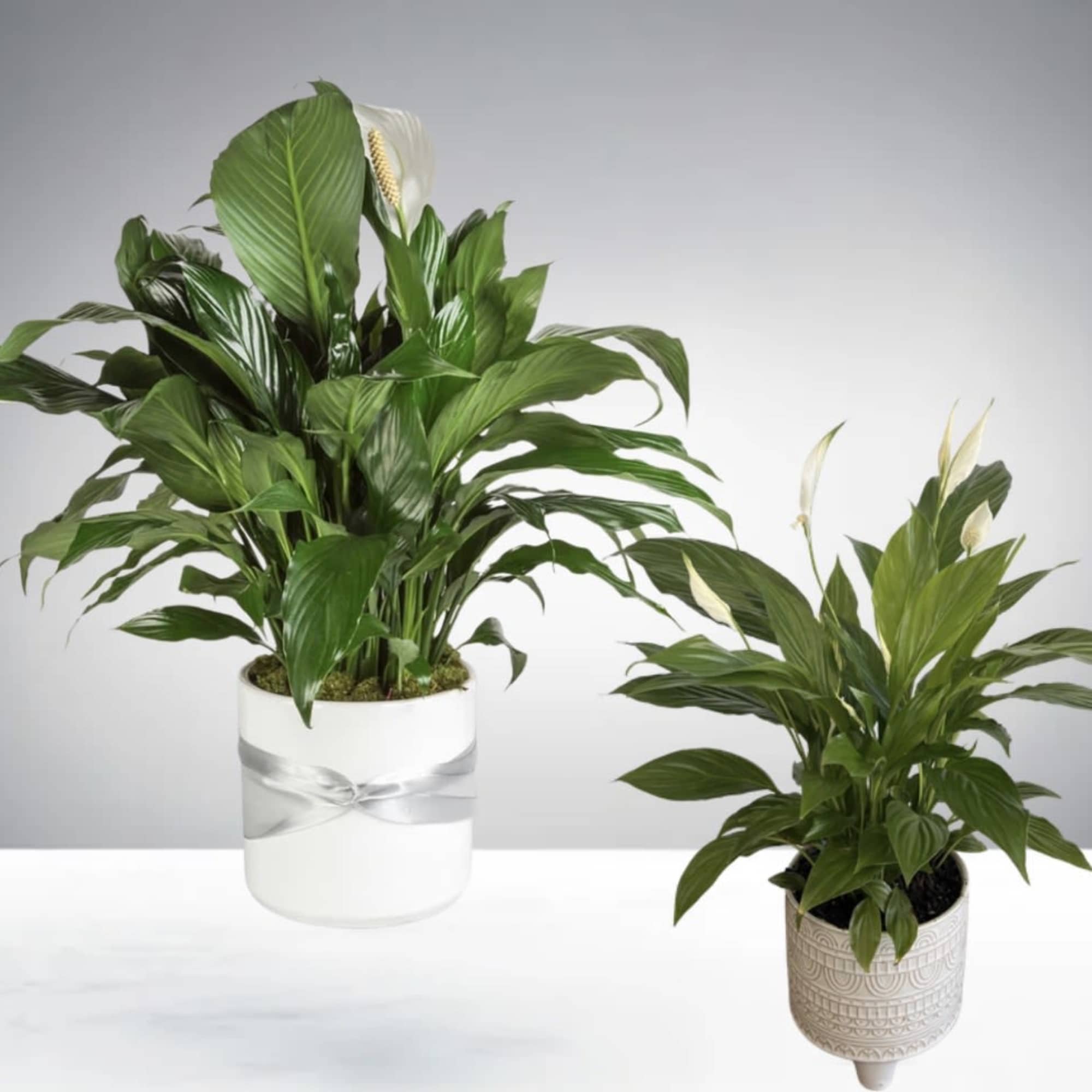 Two green peace lily plants in decorative white pots on a white surface