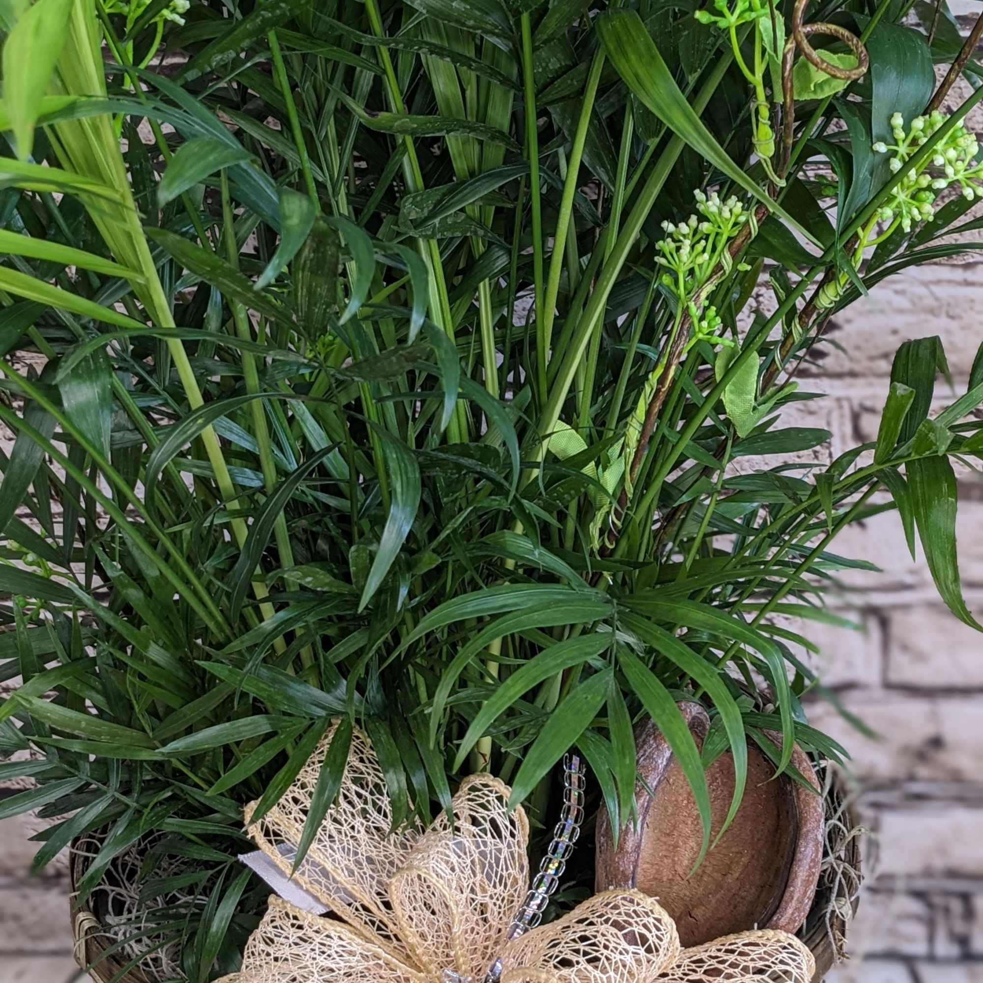 Tall green potted plants arranged in a woven basket with a beige bow and ribbon.
