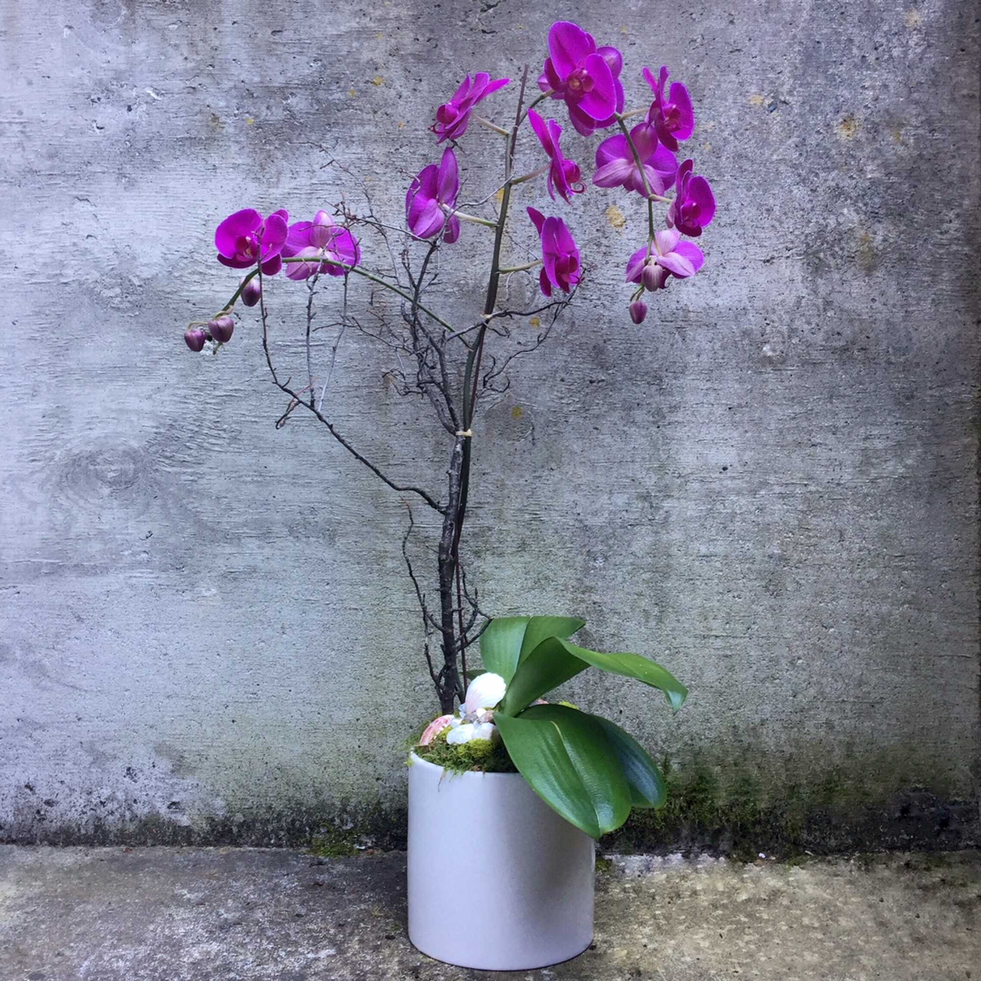 Potted purple orchid with arching blooms in a white cylinder pot against a concrete wall.