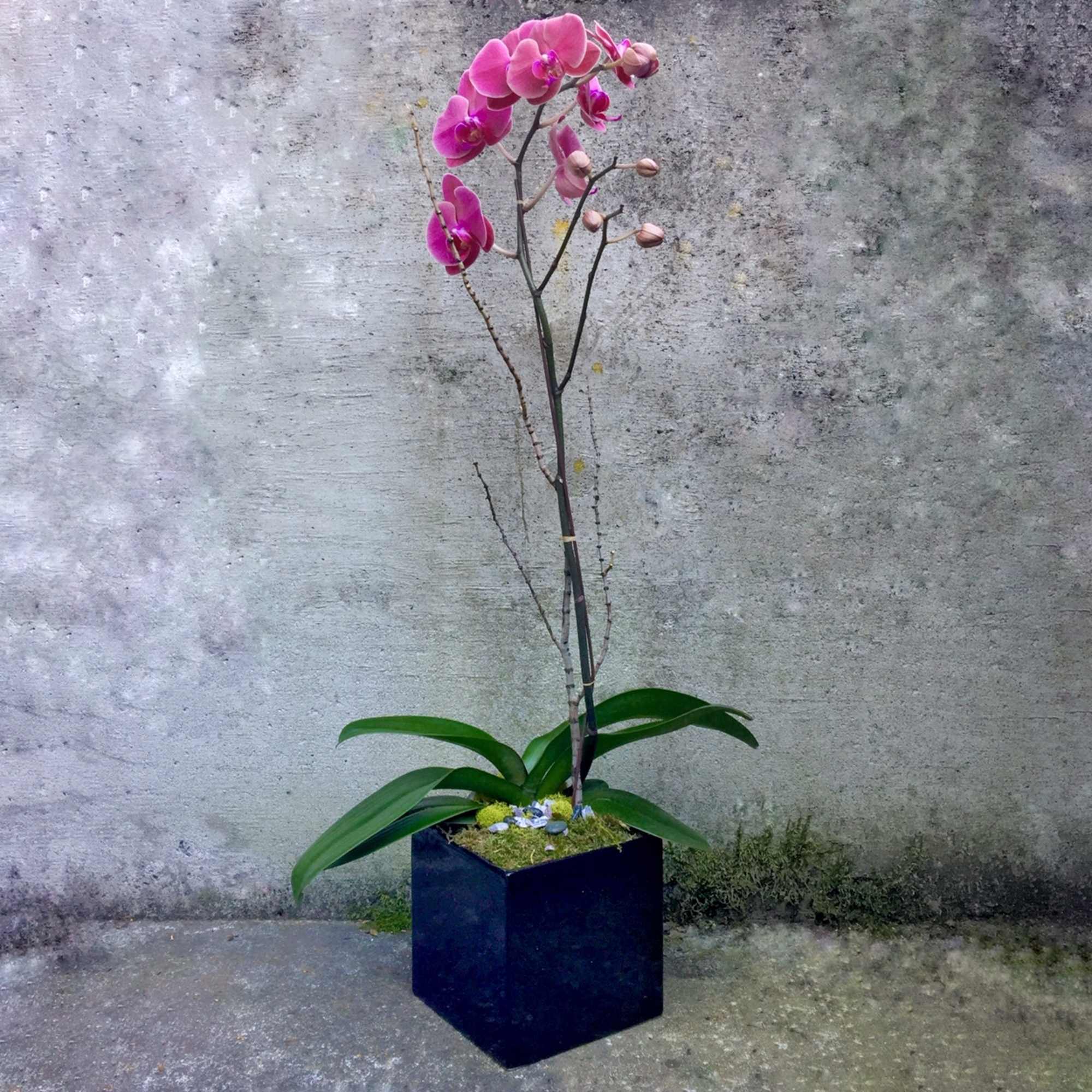 Tall pink orchid plant in a black square pot against a concrete wall.