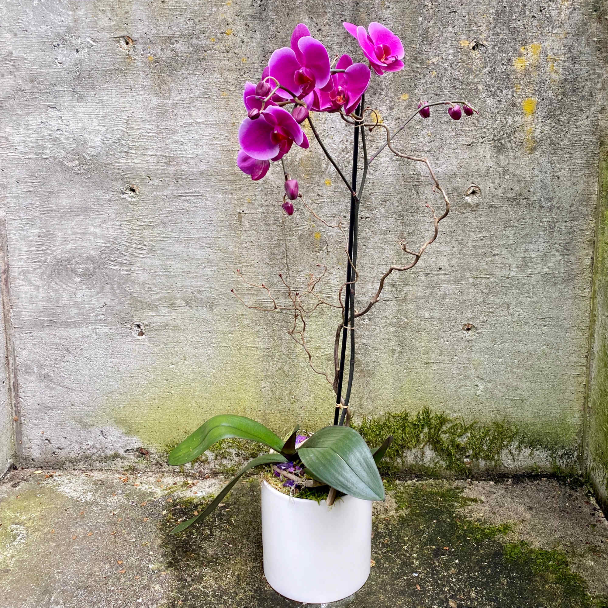 Tall purple phalaenopsis orchid plant in a white pot against a concrete wall