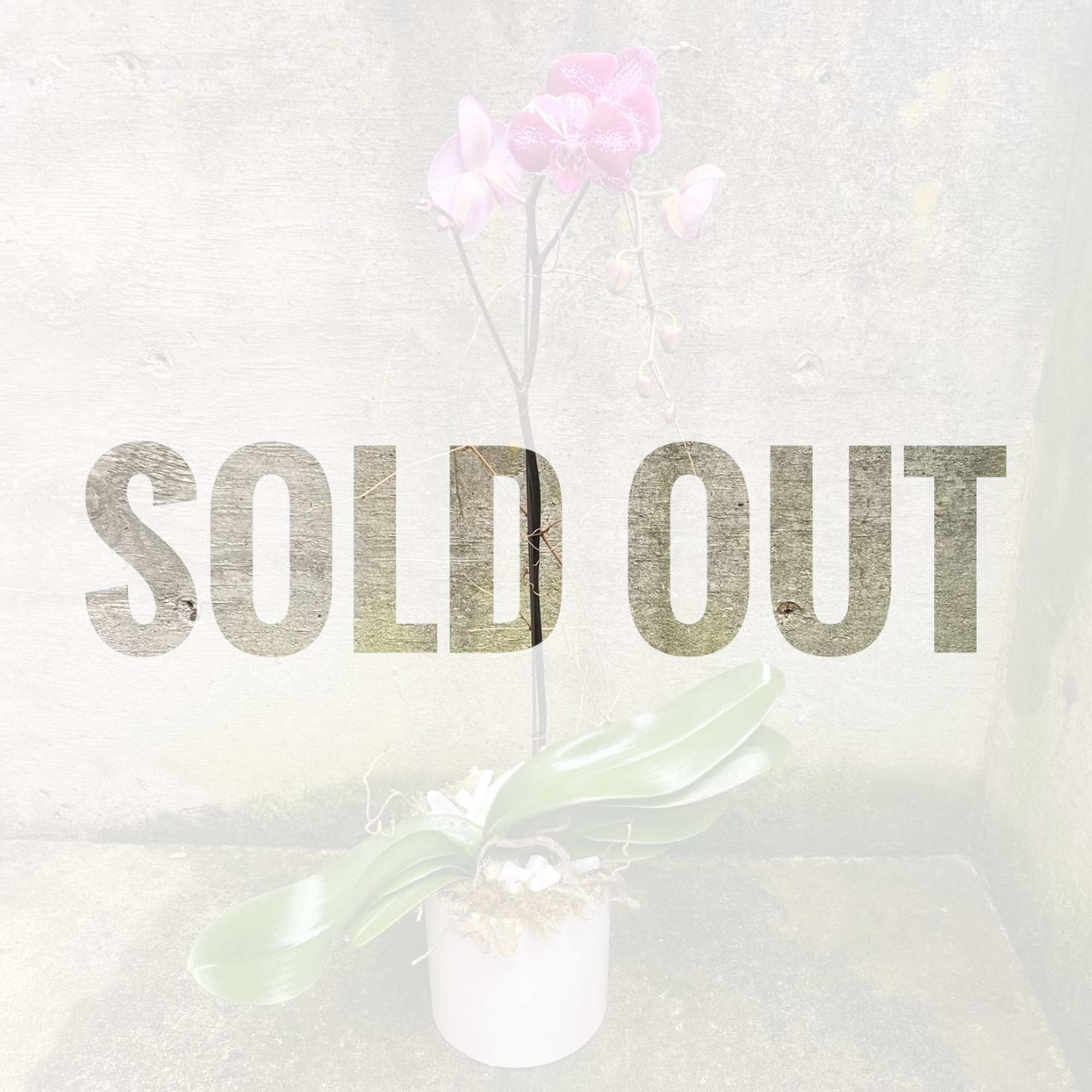 Pink orchid plant in a white pot with large SOLD OUT text overlaid on the product.