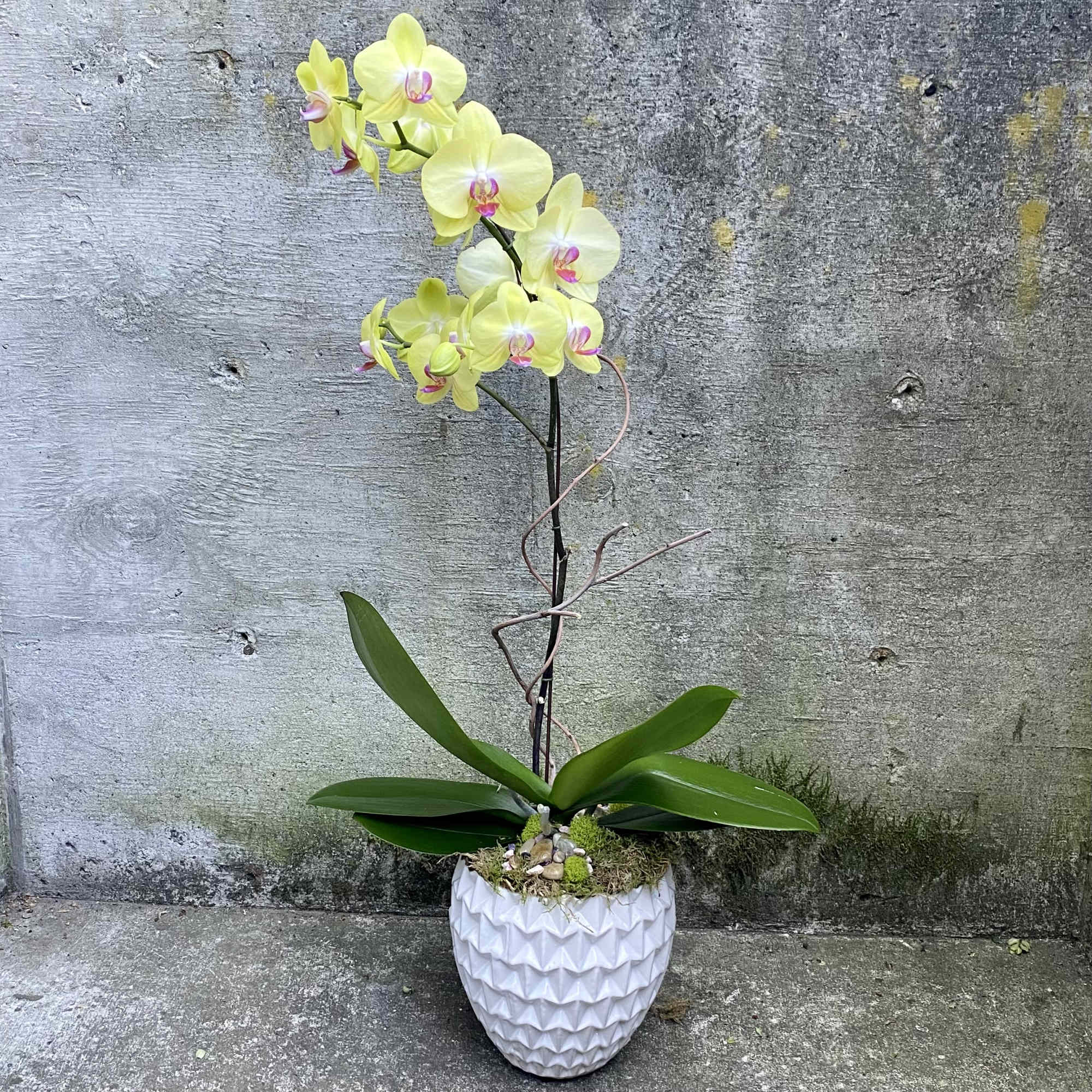 Potted yellow orchid with pink centers in a white textured ceramic pot against a gray wall.