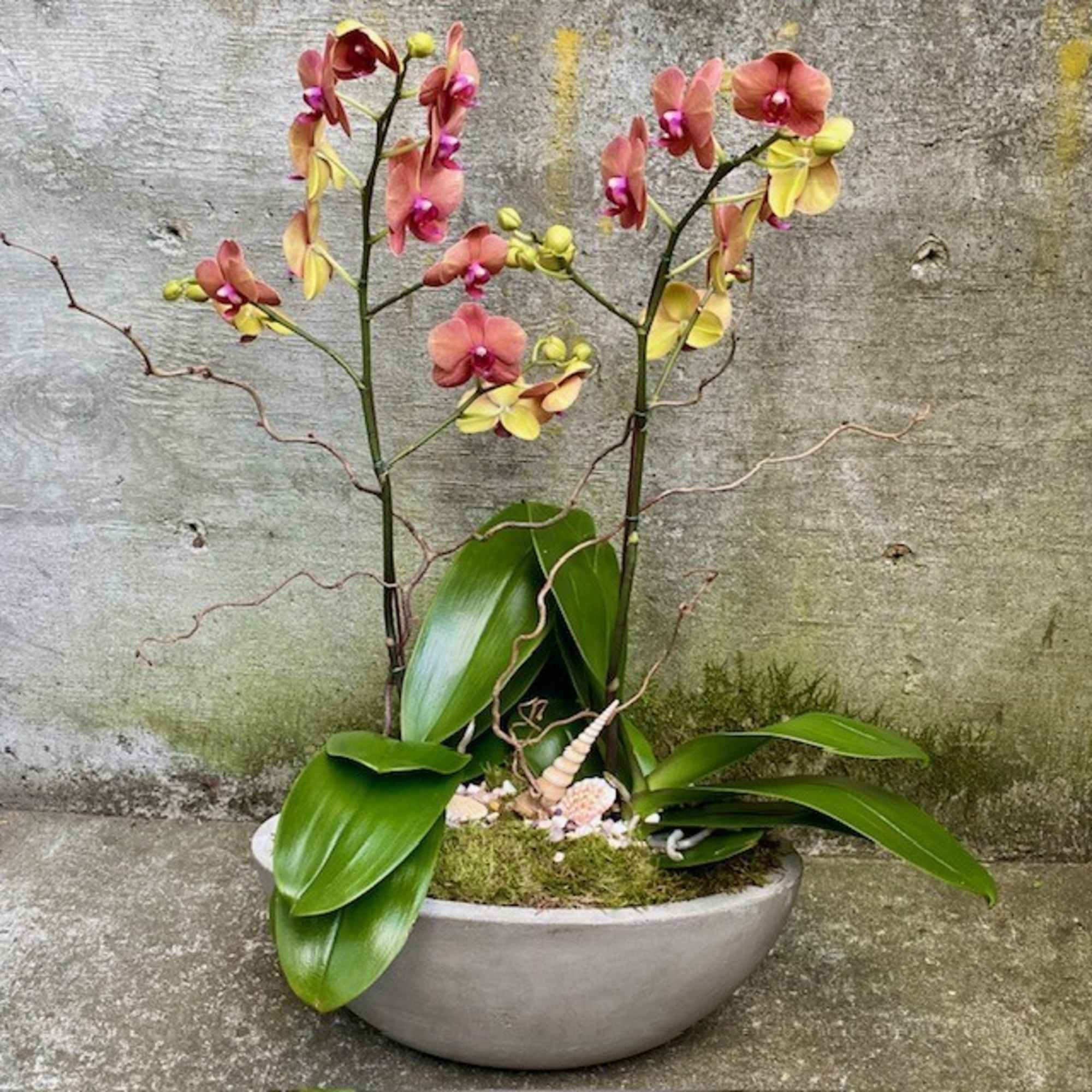 Potted orchid plant with peach and yellow blooms in a shallow gray bowl with moss and shells