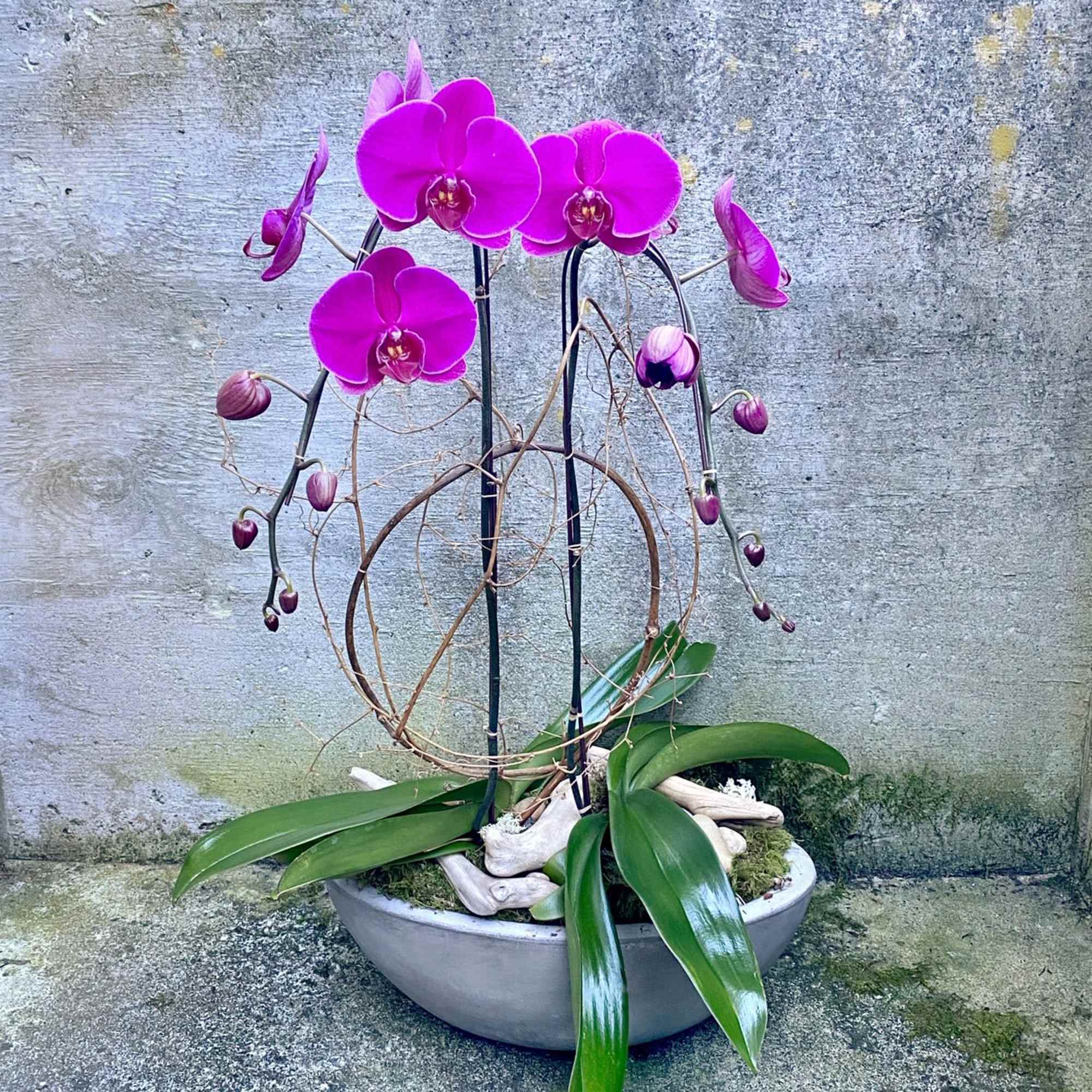 We take great pride in our beautiful Phalaenopsis orchid plants. We pot