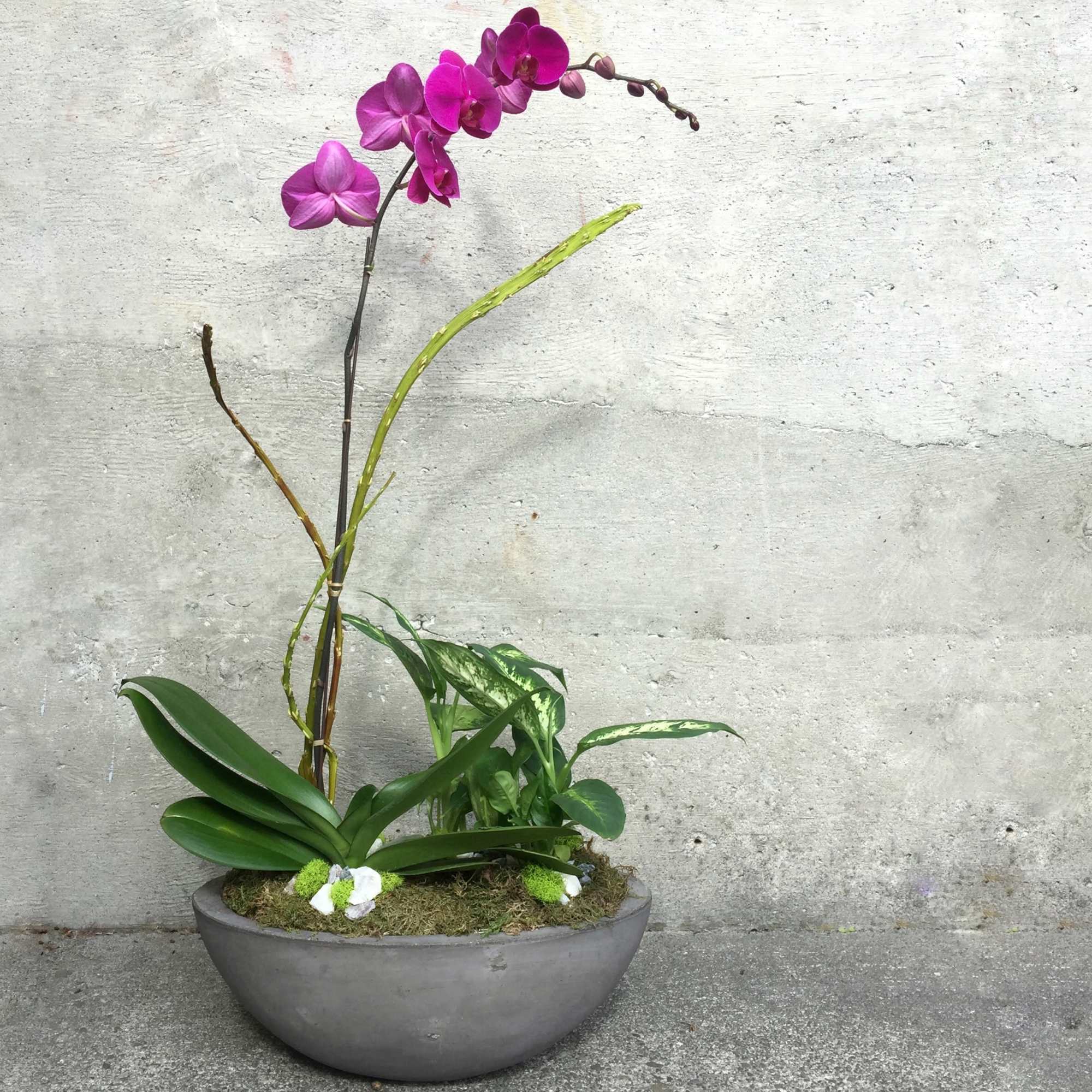 Potted magenta orchid with assorted green plants in a low gray bowl planter
