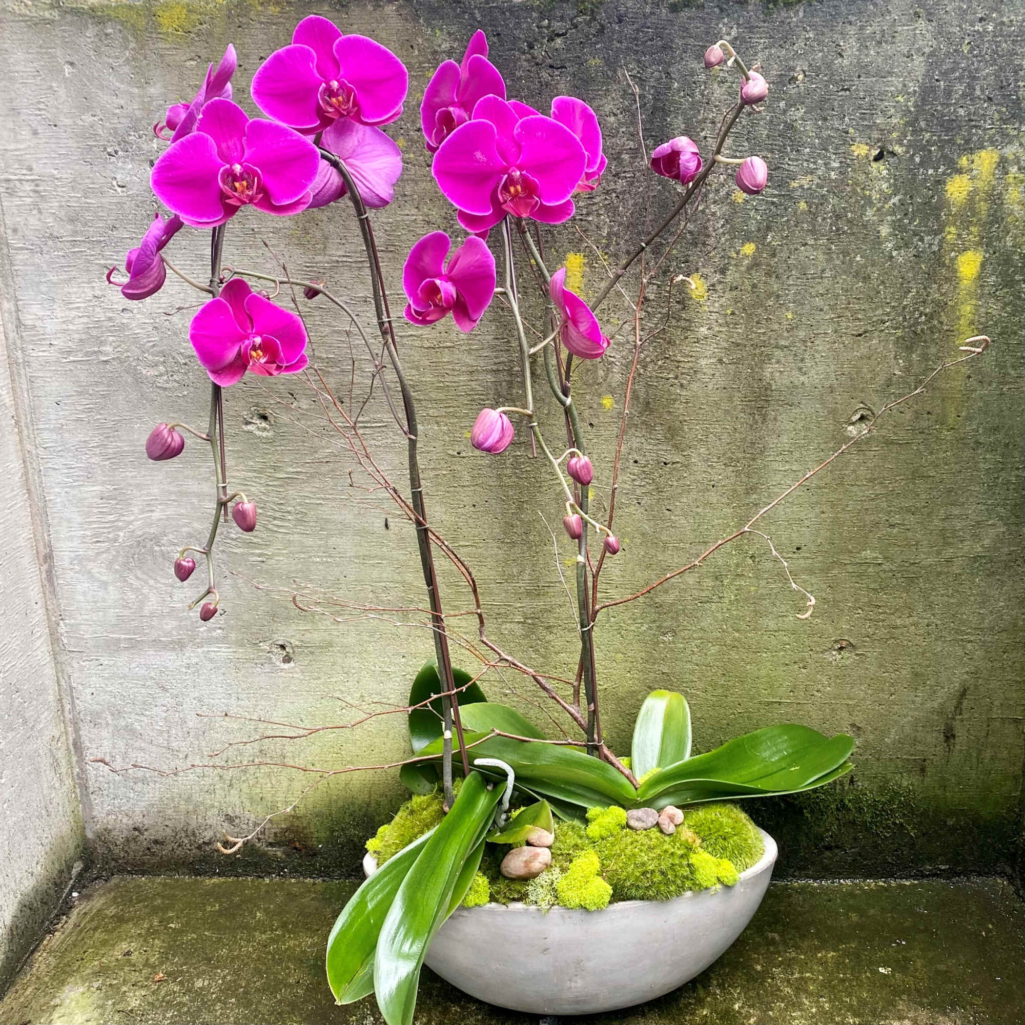 Potted magenta phalaenopsis orchids in a low white bowl with moss and stones