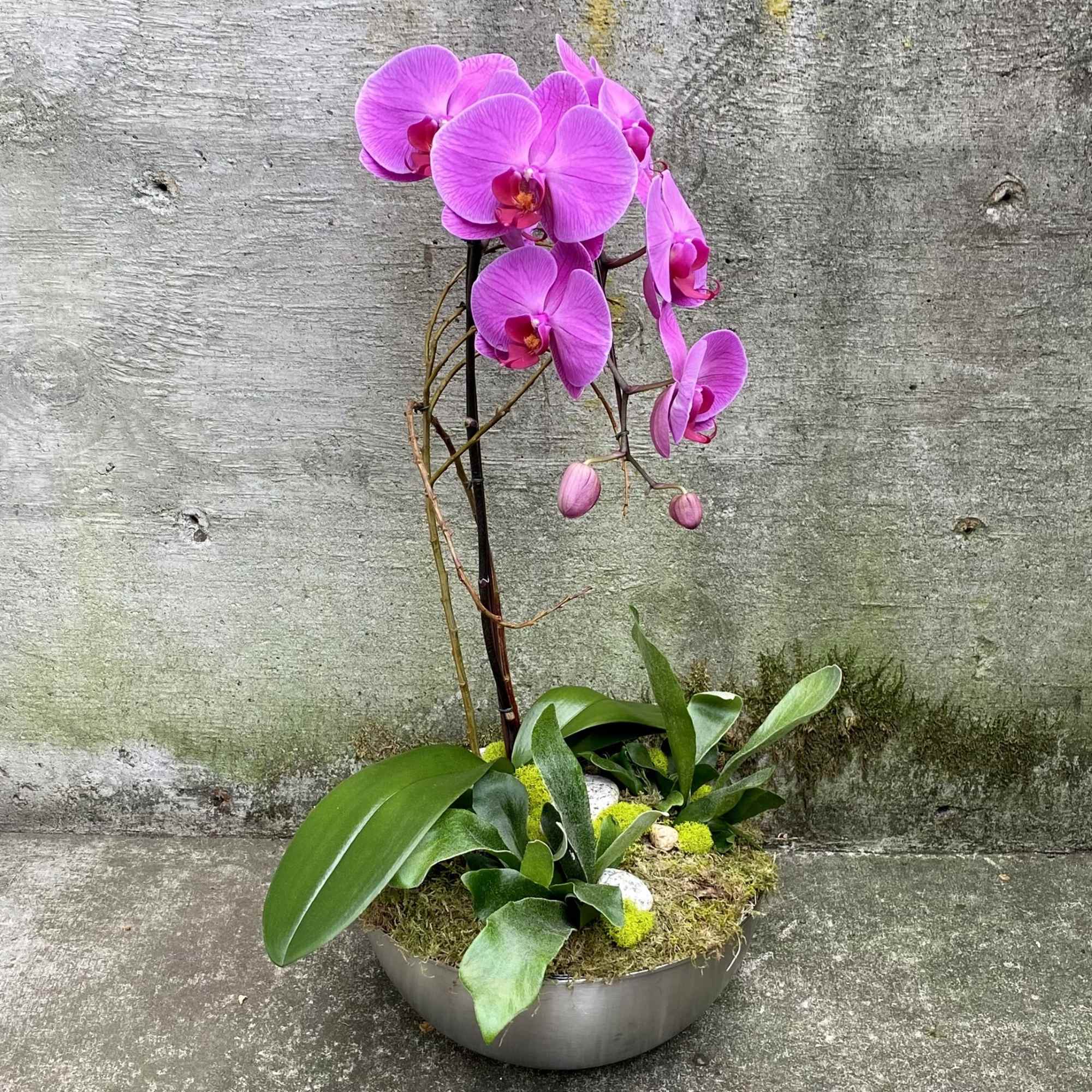 Potted magenta phalaenopsis orchid in a low silver bowl planter with lush leaves and moss