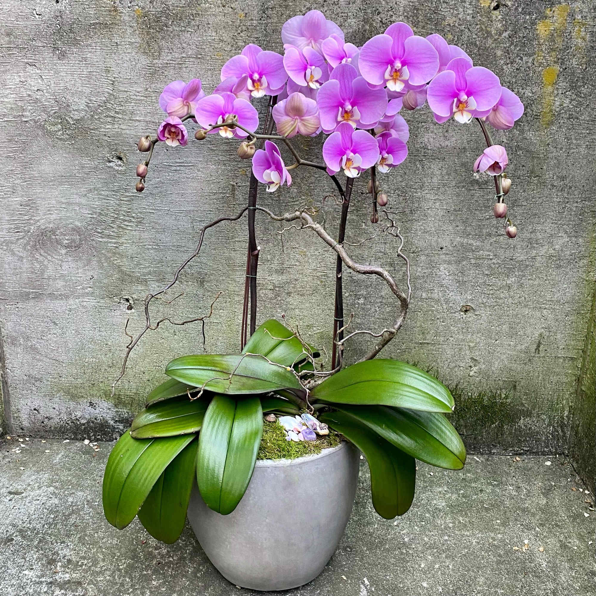 Potted pink phalaenopsis orchid with arching blooms in a gray container.