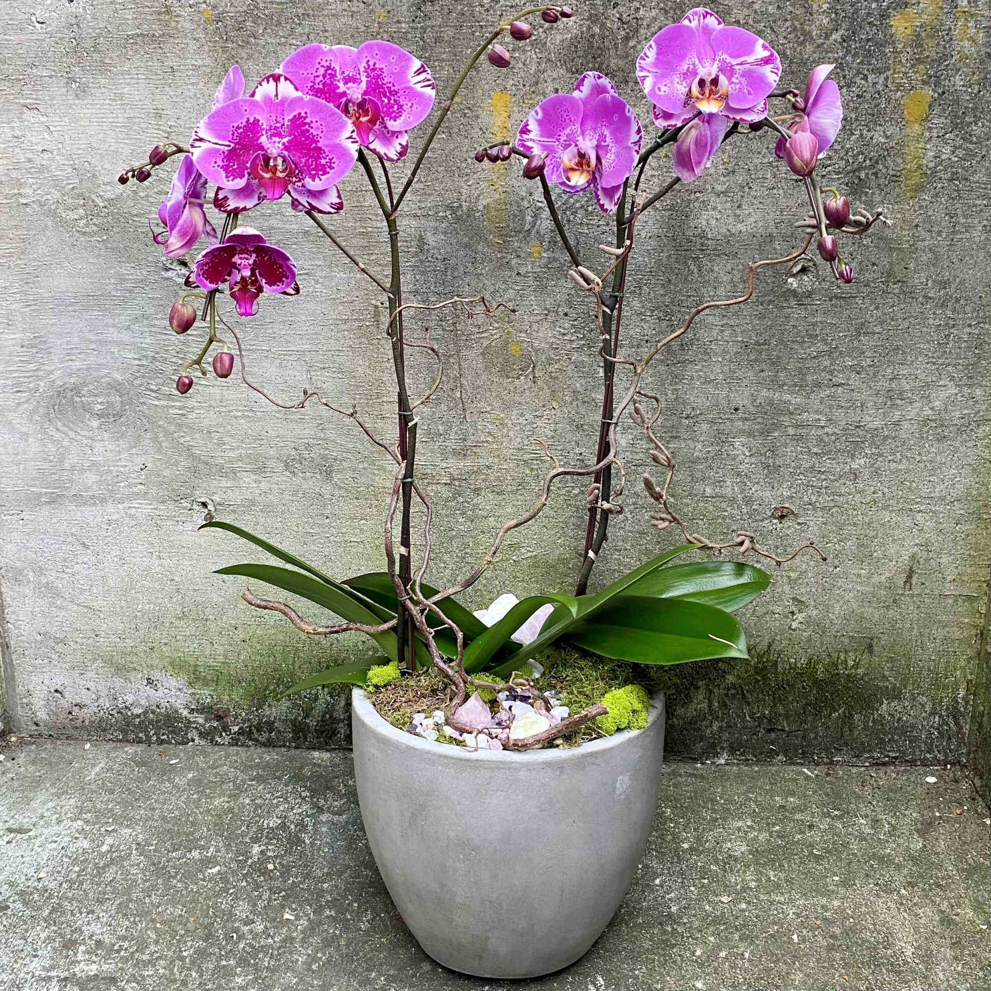 Potted pink phalaenopsis orchids in a gray ceramic container with moss and stones