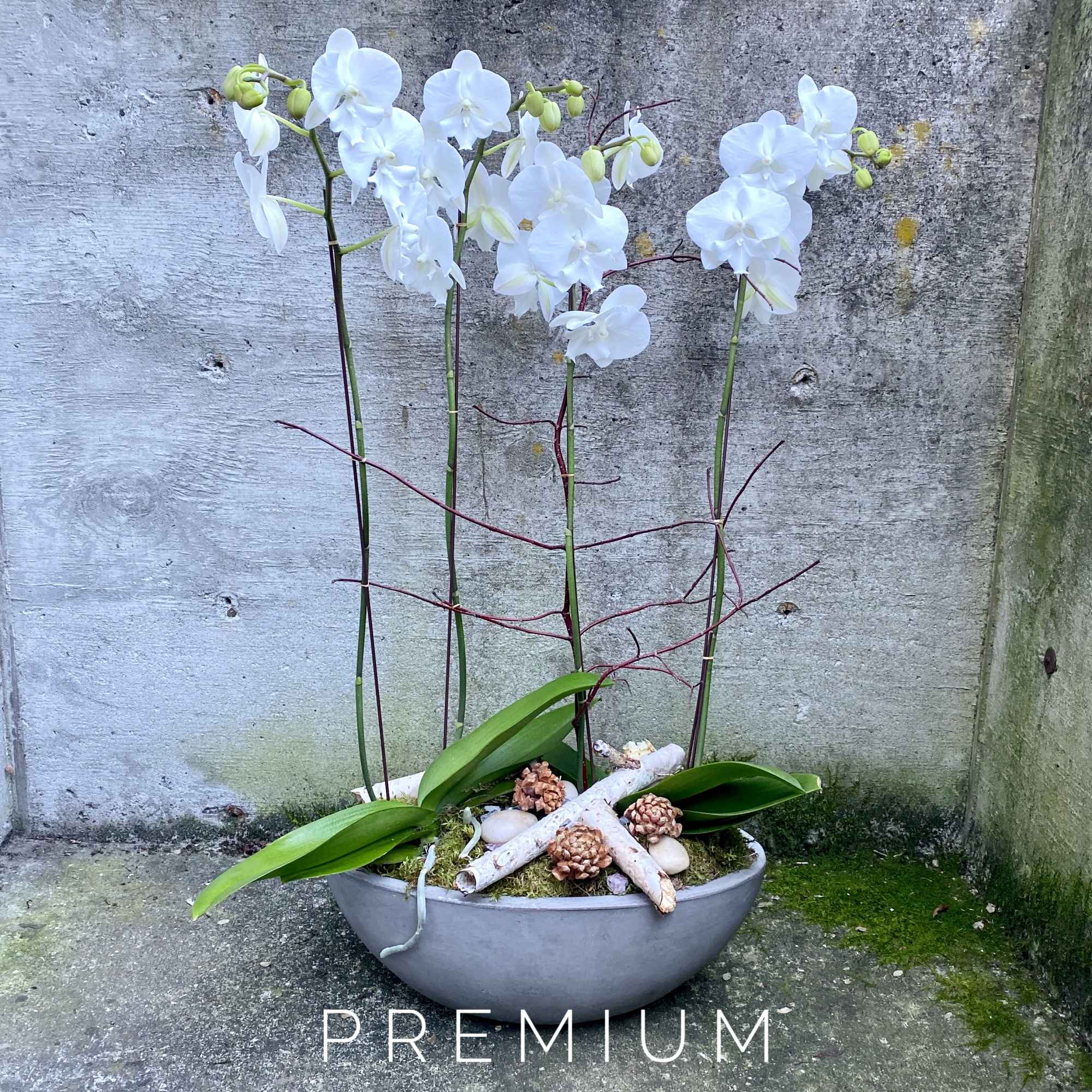 White phalaenopsis orchids in a shallow gray bowl planter with natural accents