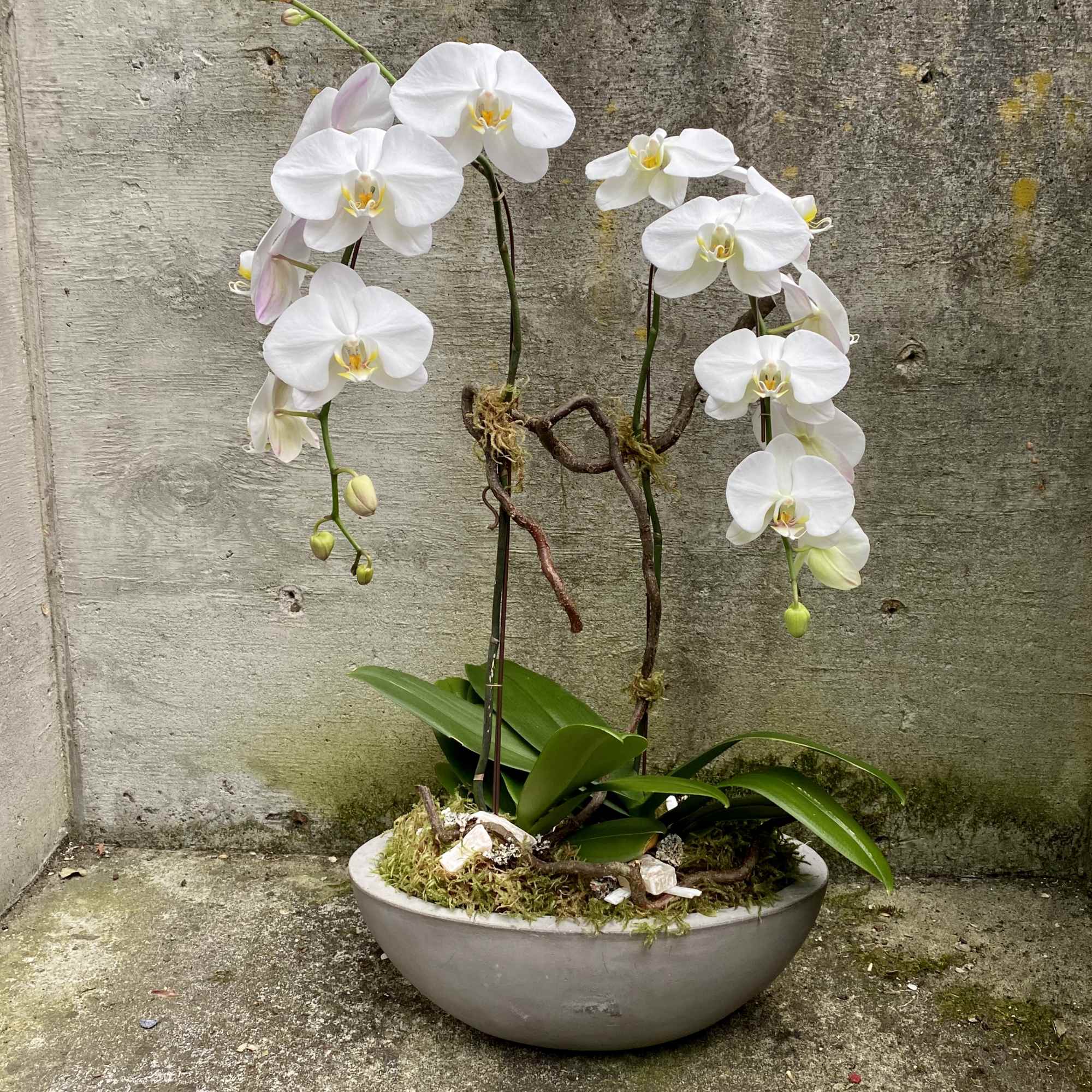 White phalaenopsis orchid plant in a shallow gray bowl planter