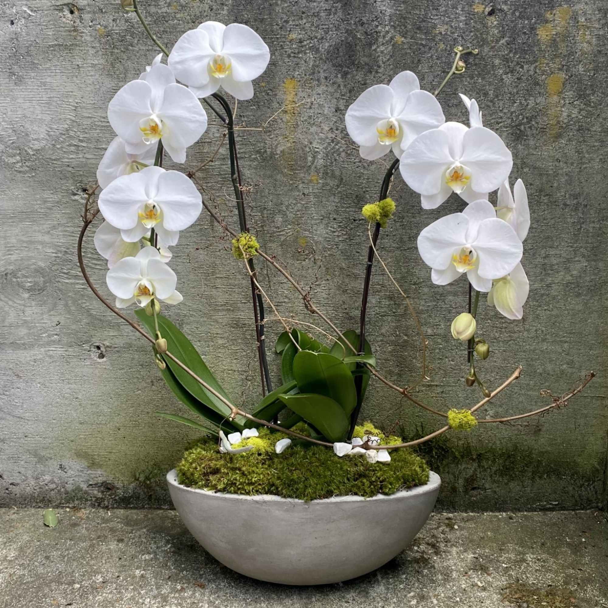 White phalaenopsis orchid plants with moss in a shallow gray bowl-shaped pot