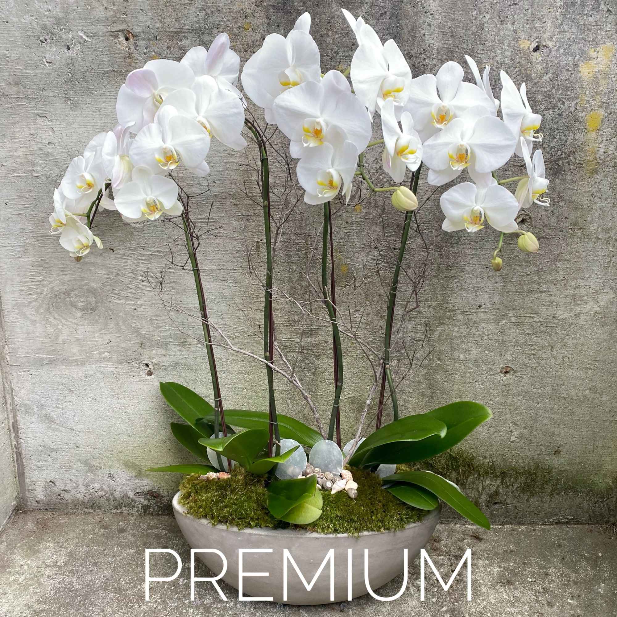 Premium white phalaenopsis orchid planter in a low oval container
