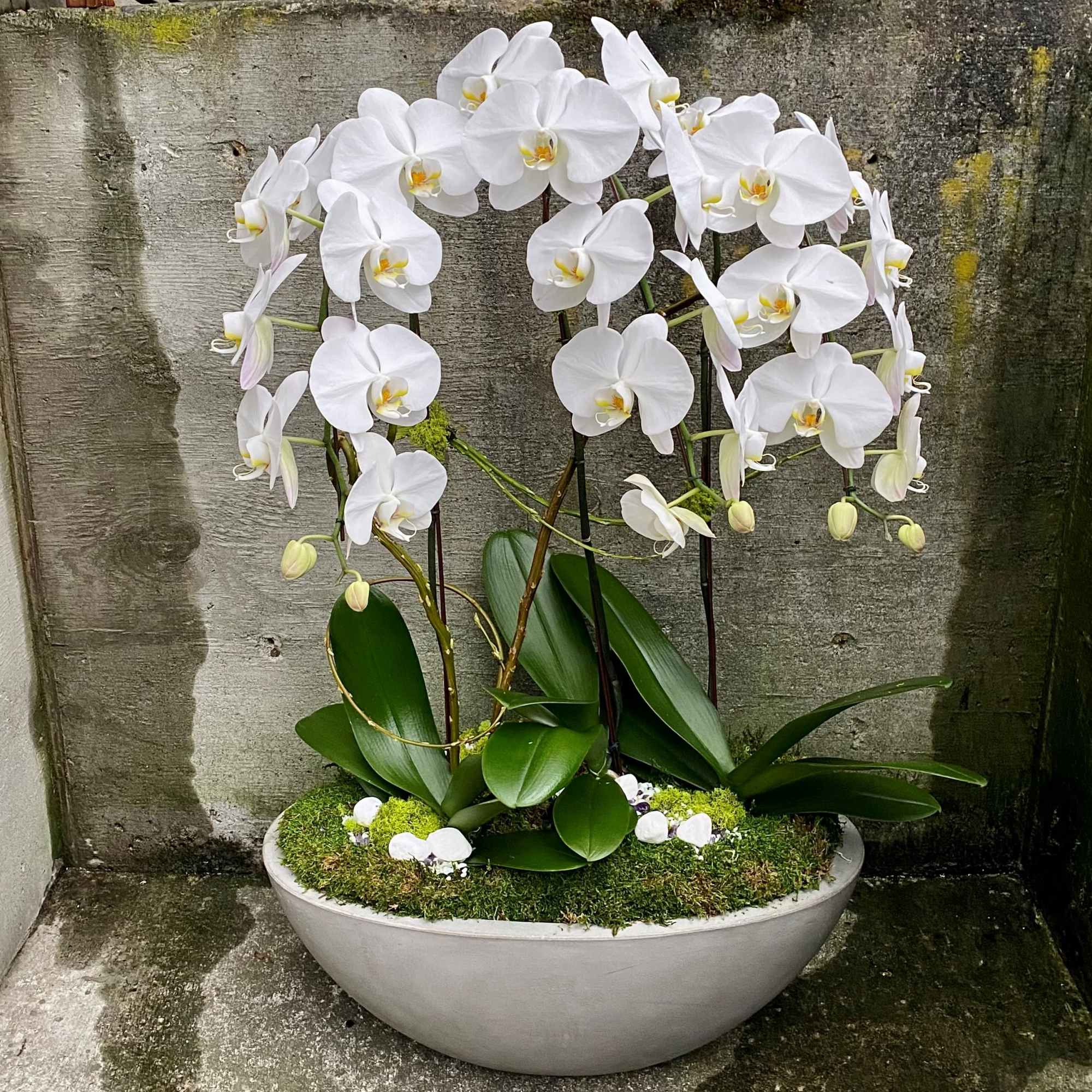 White phalaenopsis orchid plants with arching blooms in a low oval white bowl.
