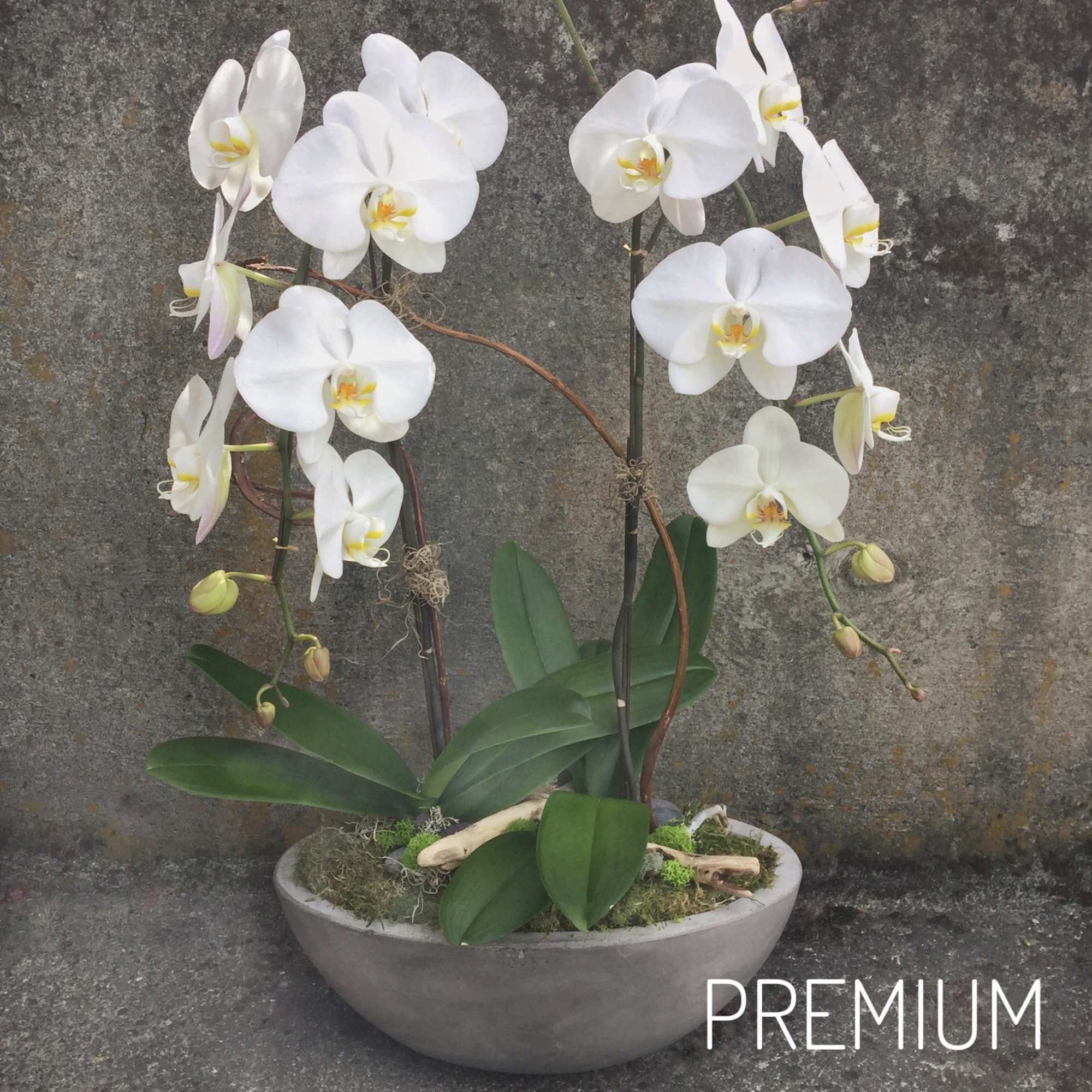 White phalaenopsis orchid plant in a low gray bowl with moss accents
