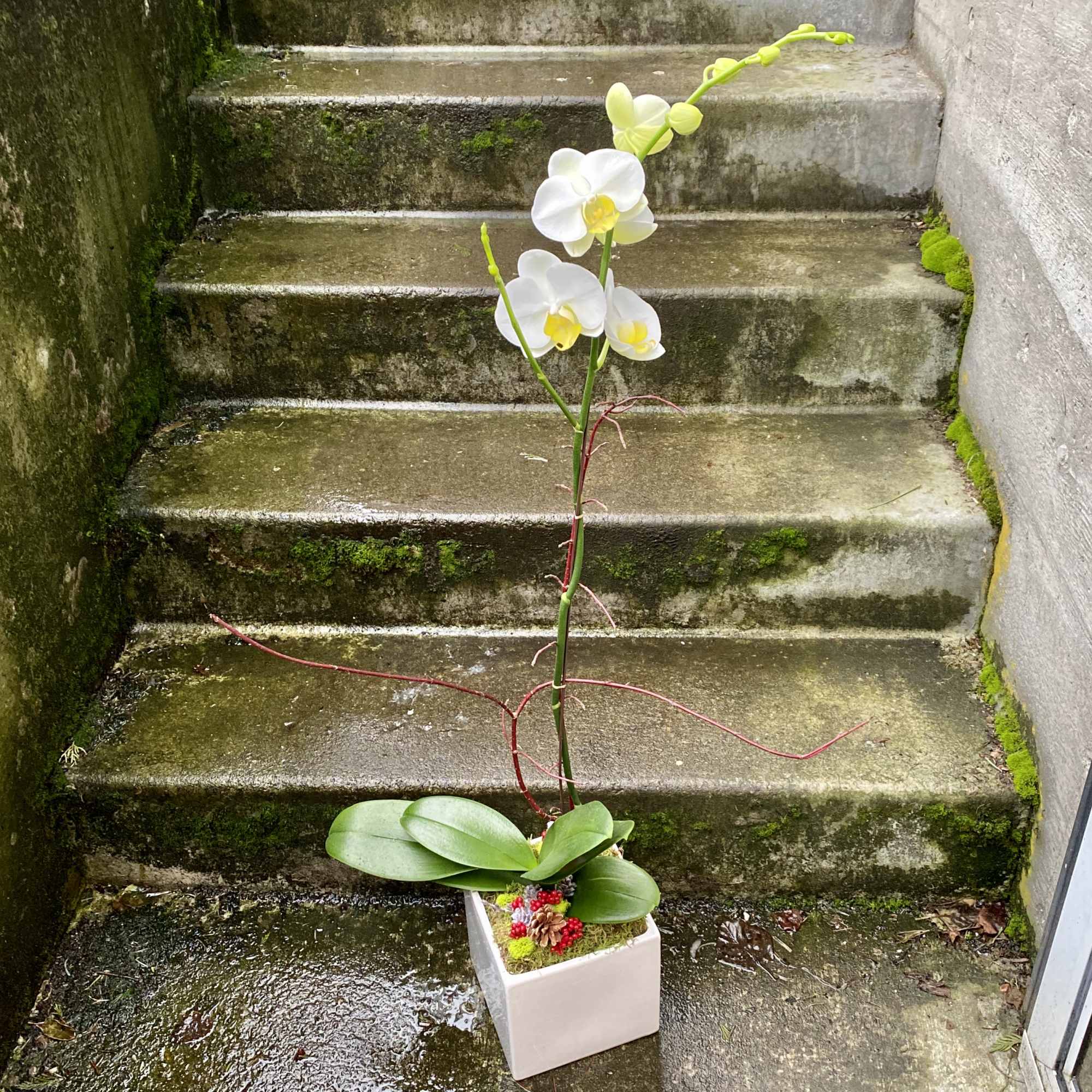 Tall white phalaenopsis orchid plant with a single bloom stem in a white square pot